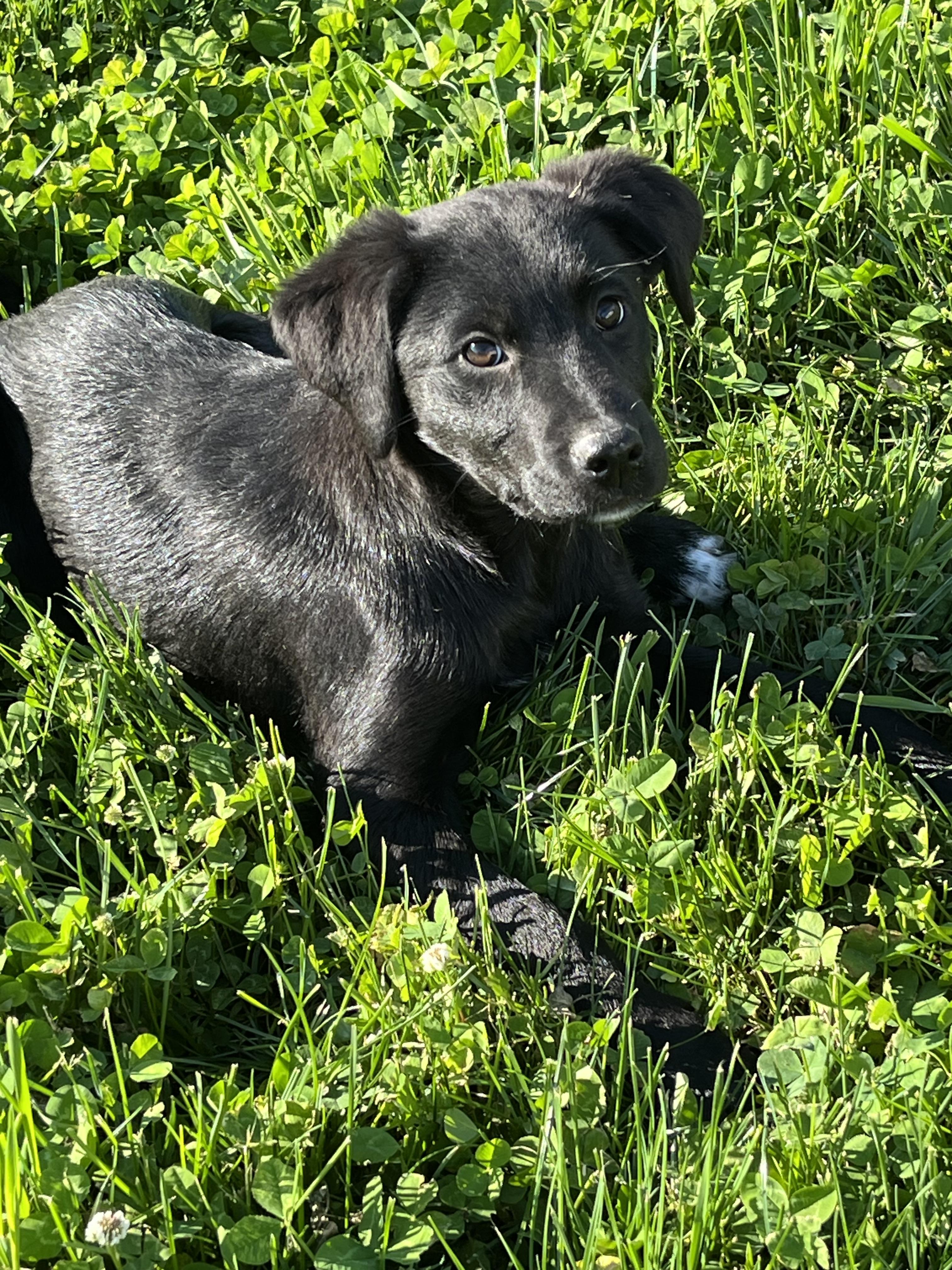 Enlarge Laurel, a Adoptable Labrador Retriever in Havertown, PA image 3/5