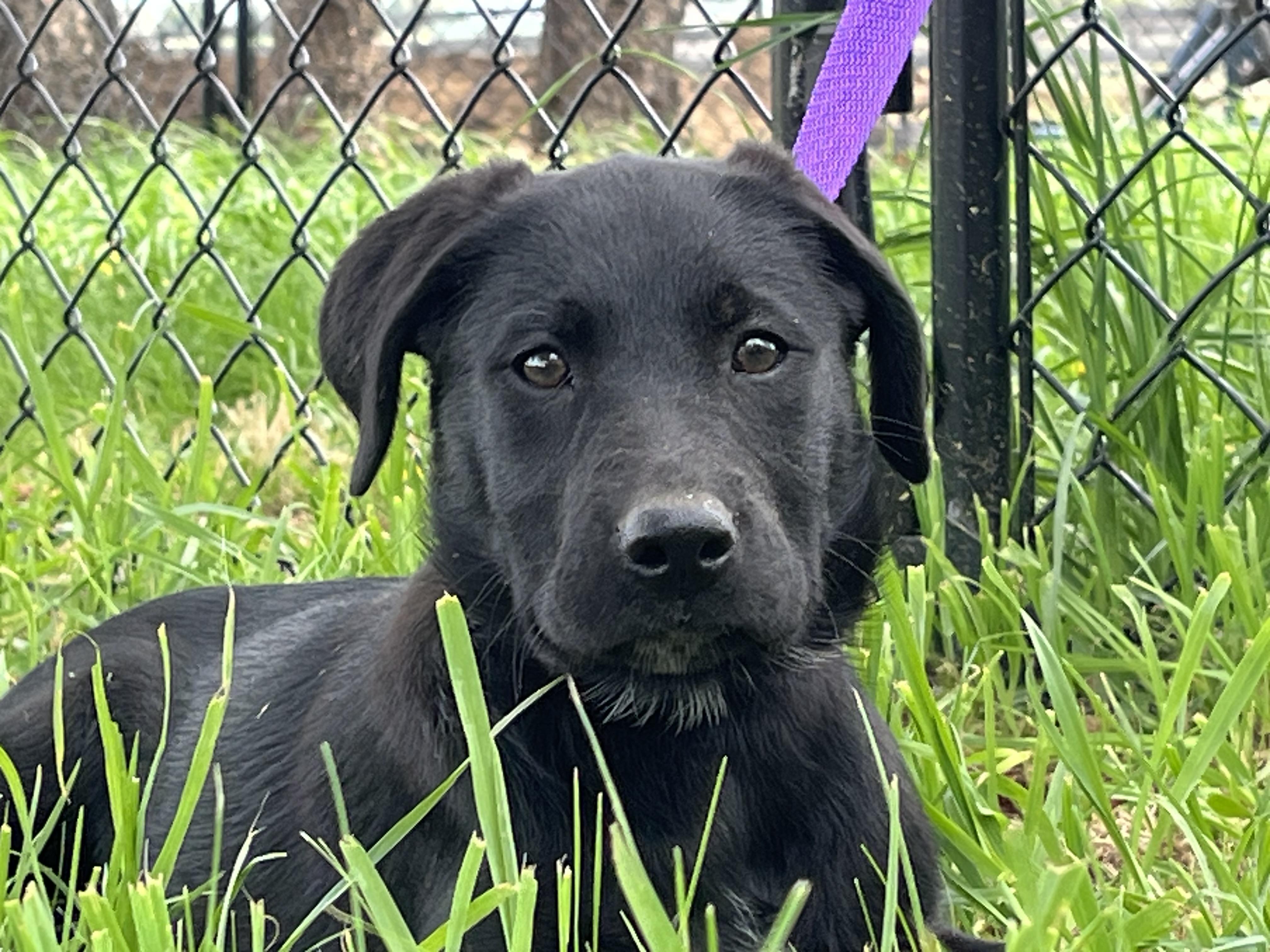 Enlarge Laurel, a Adoptable Labrador Retriever in Havertown, PA image 4/5