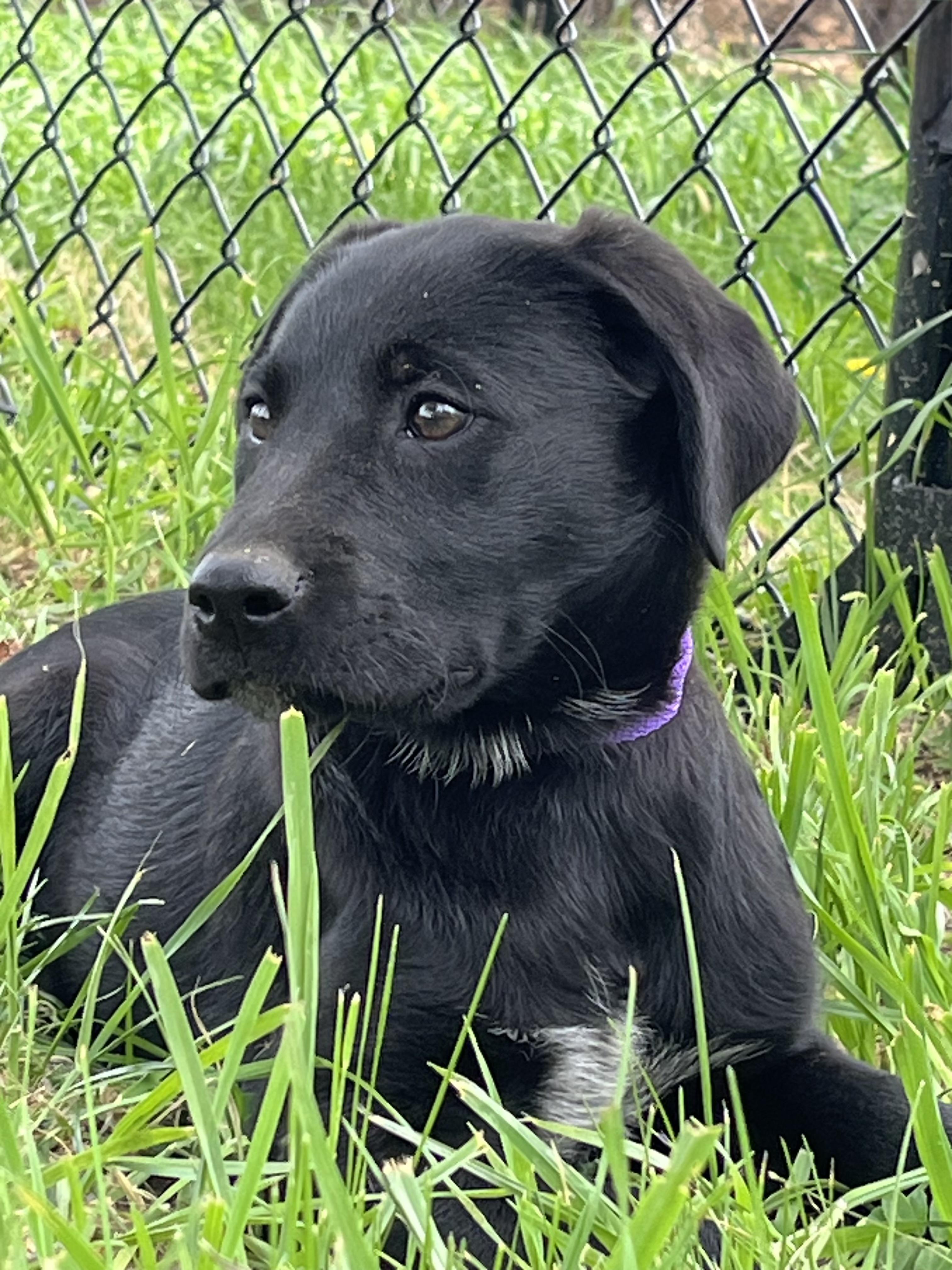 Enlarge Laurel, a Adoptable Labrador Retriever in Havertown, PA image 5/5
