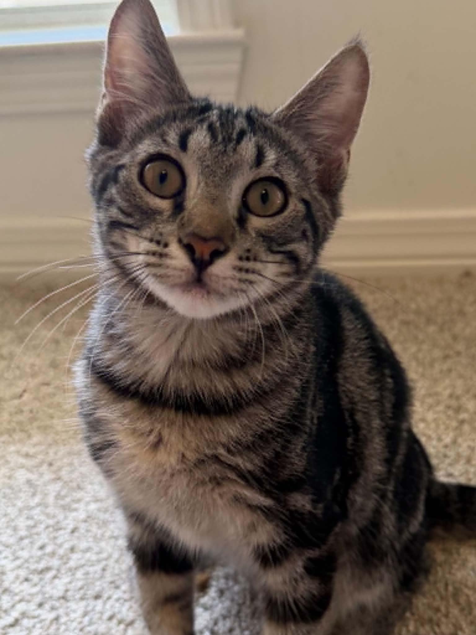 Hershey (As sweet as his name), a Adoptable Tabby in Mt laurel Township, NJ image 2/6