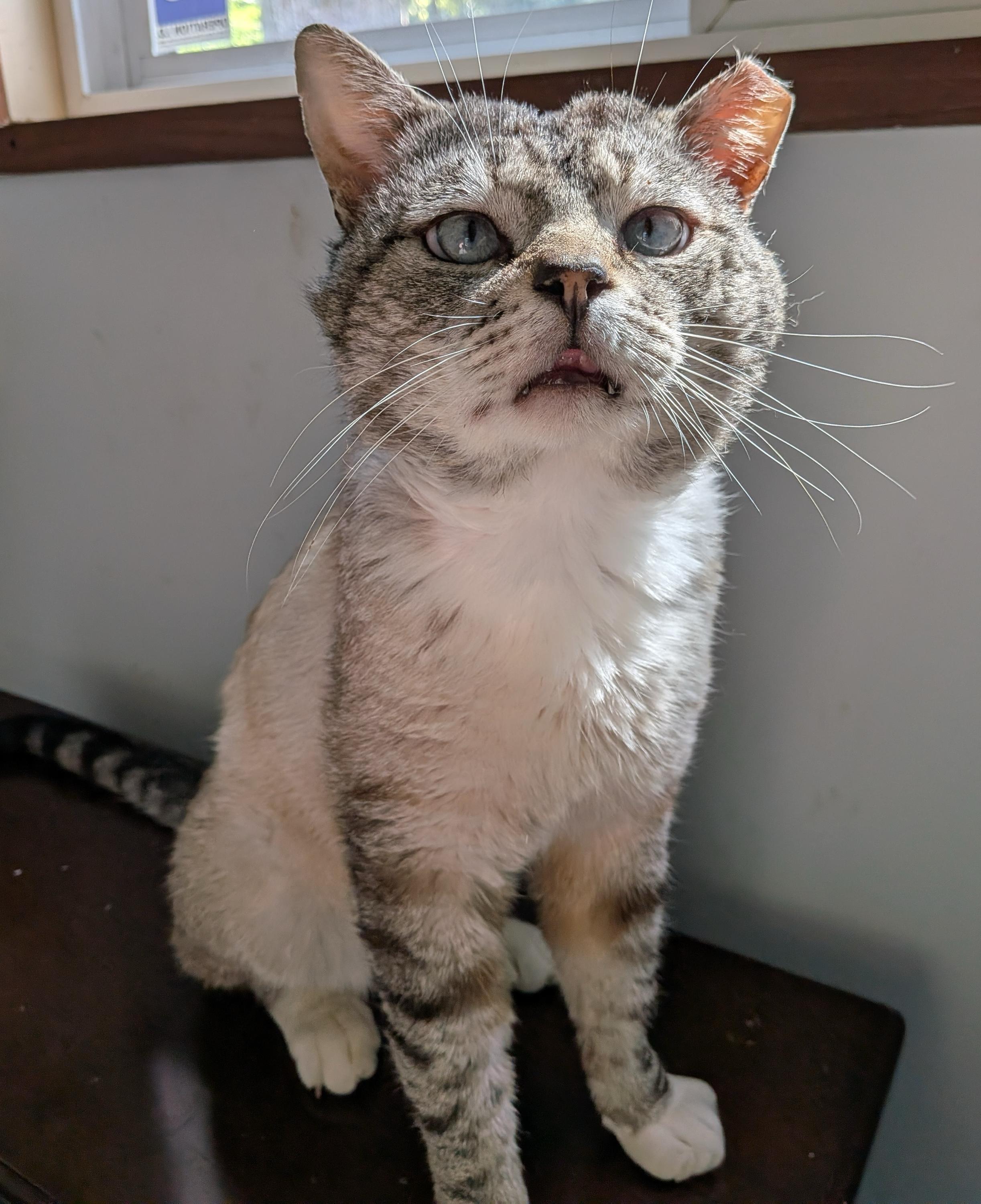 Mojo, adopted, Adult Male Domestic Short Hair.