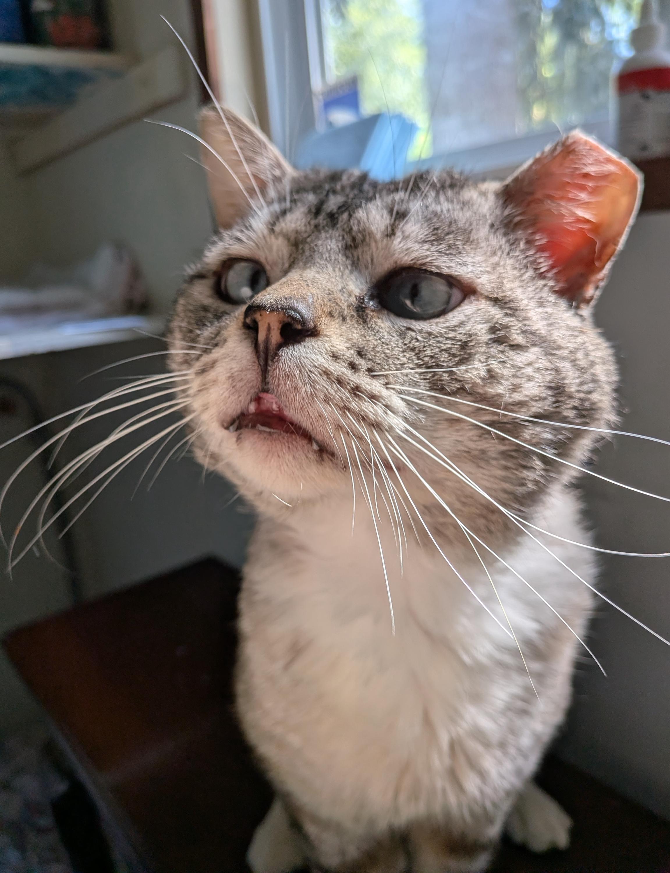 Enlarge Mojo, an adopted Domestic Short Hair in Seattle, WA image 3/4