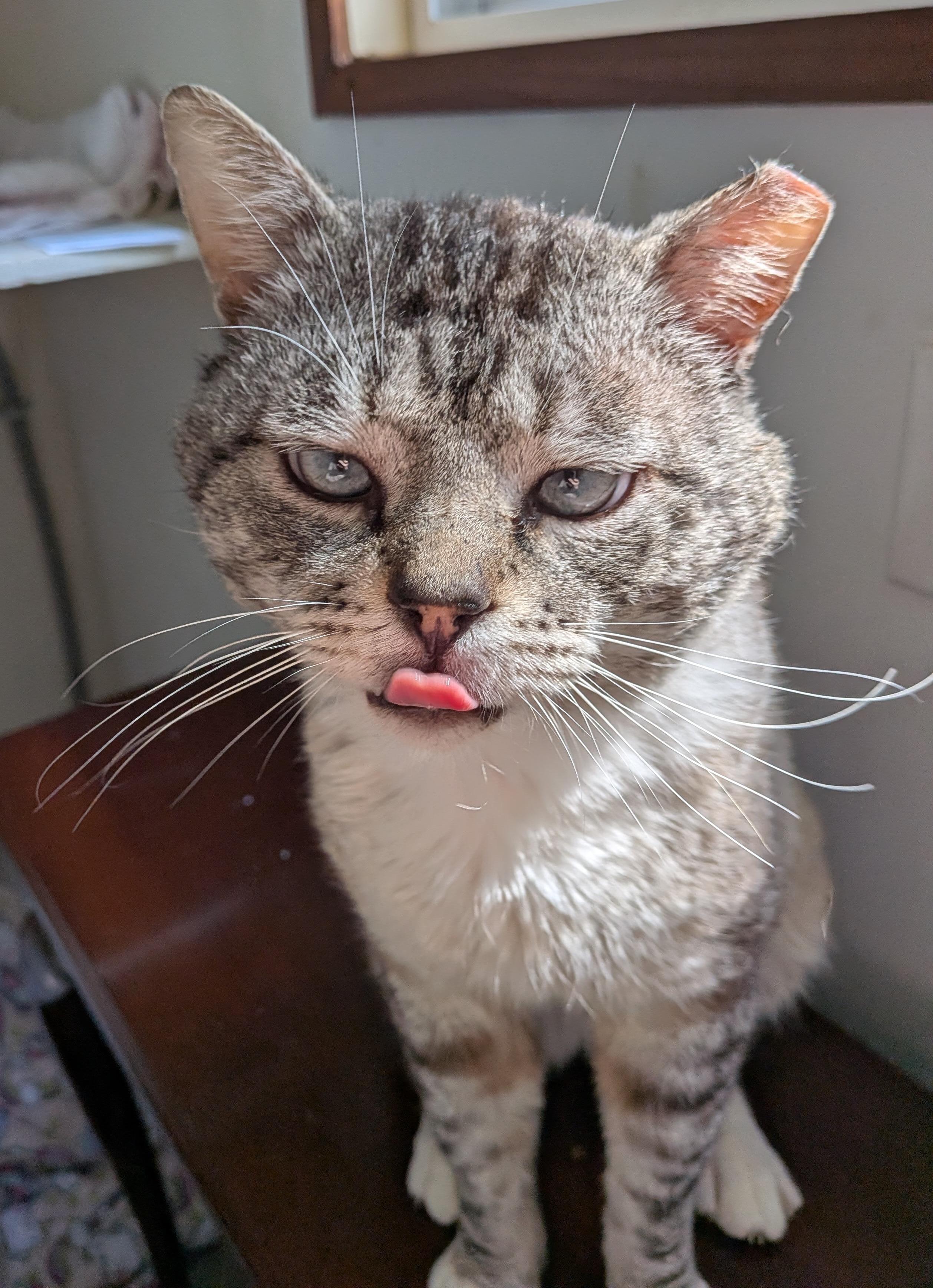Enlarge Mojo, an adopted Domestic Short Hair in Seattle, WA image 4/4