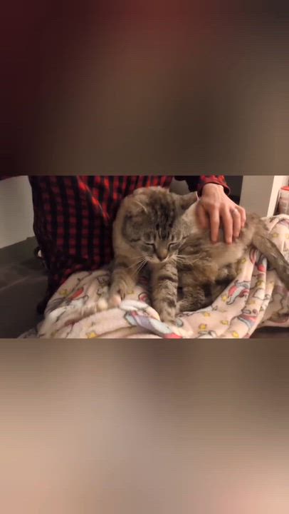 Enlarge Mojo, an adopted Domestic Short Hair in Seattle, WA video 2/4
