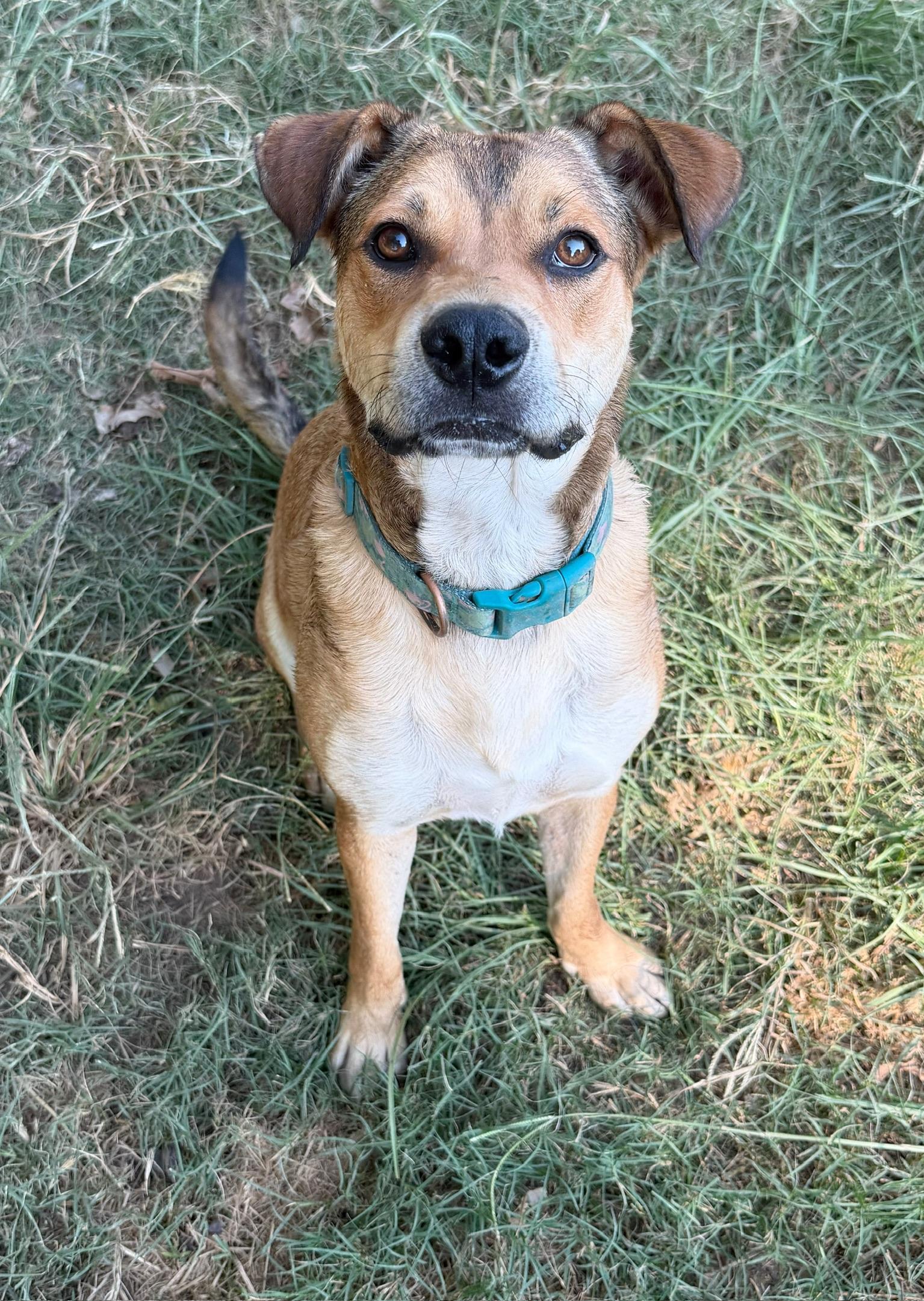 Max, ADOPTABLE, Adult • Male, Shepherd & Beagle.