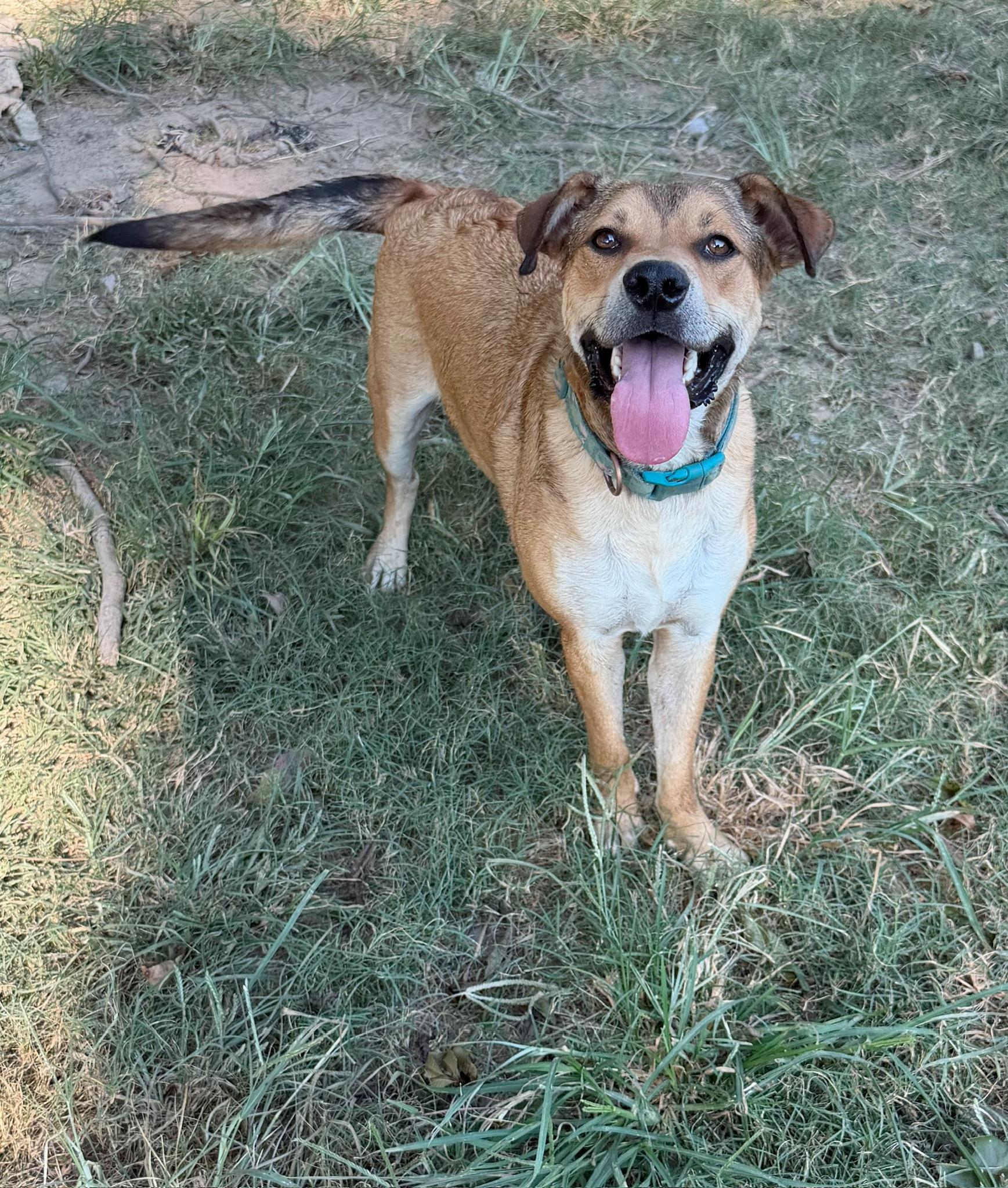 Enlarge Max, a Adoptable mixed breed in Calera, AL image 2/5