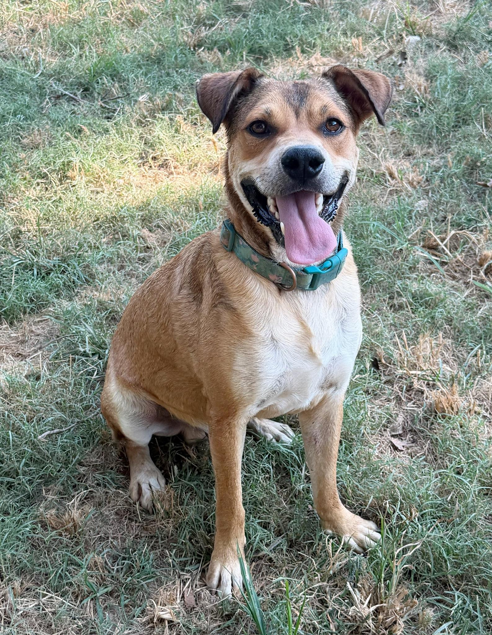Enlarge Max, a Adoptable mixed breed in Calera, AL image 4/5