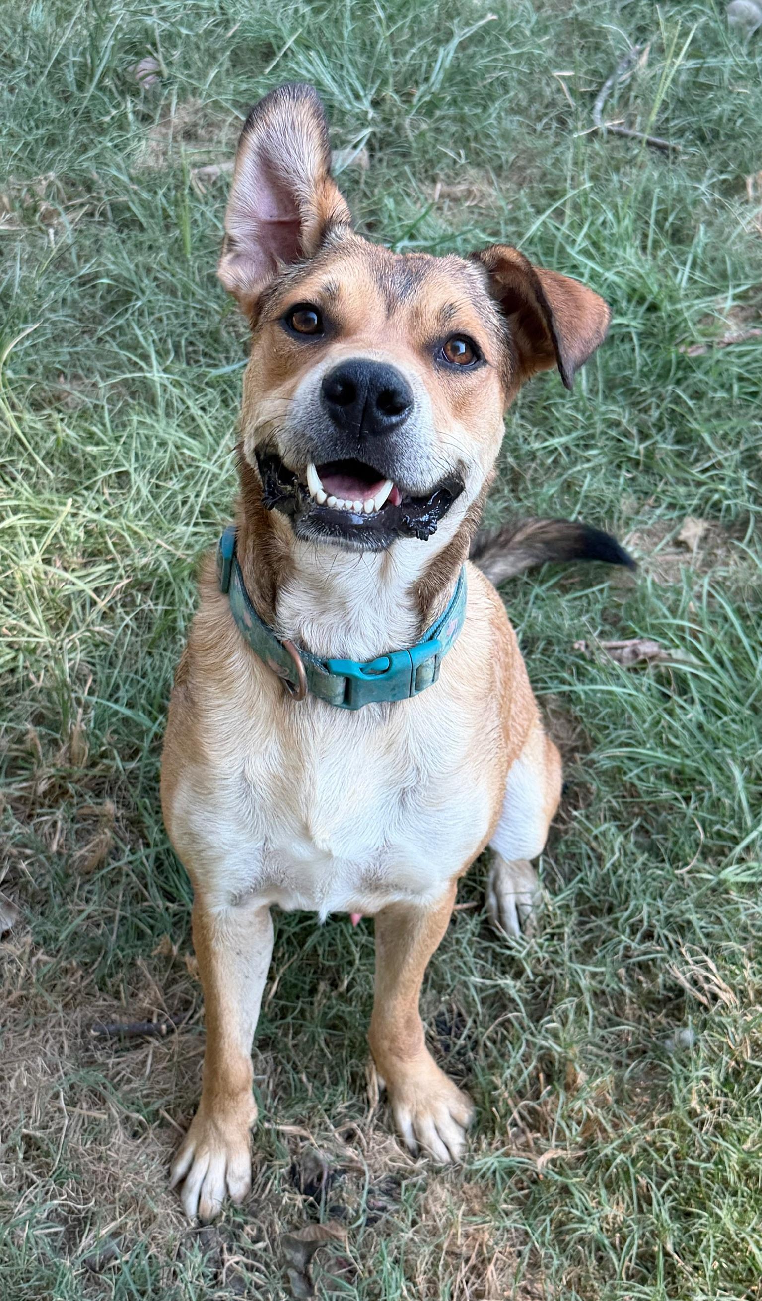 Enlarge Max, a Adoptable mixed breed in Calera, AL image 3/5
