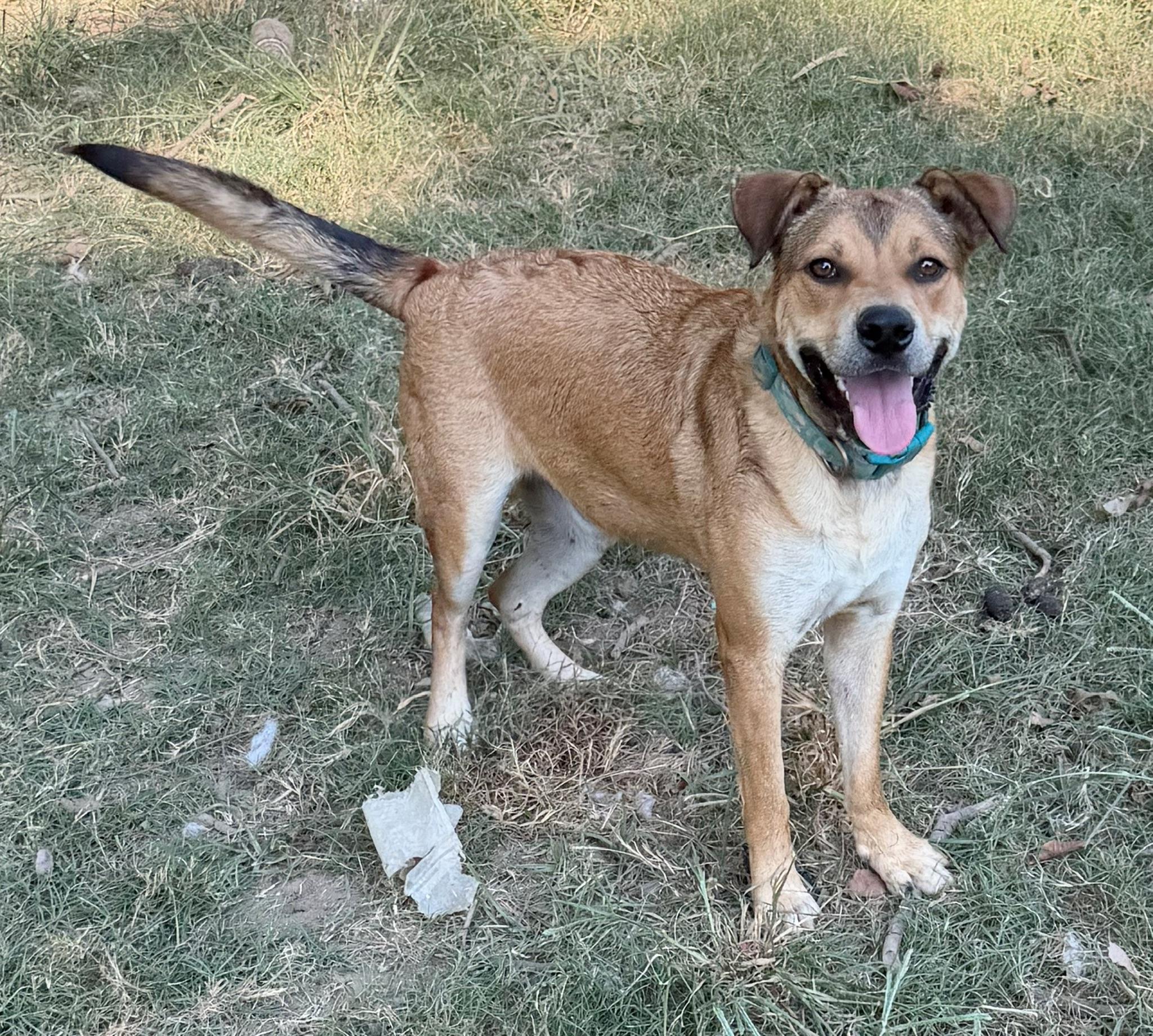 Enlarge Max, a Adoptable mixed breed in Calera, AL image 5/5