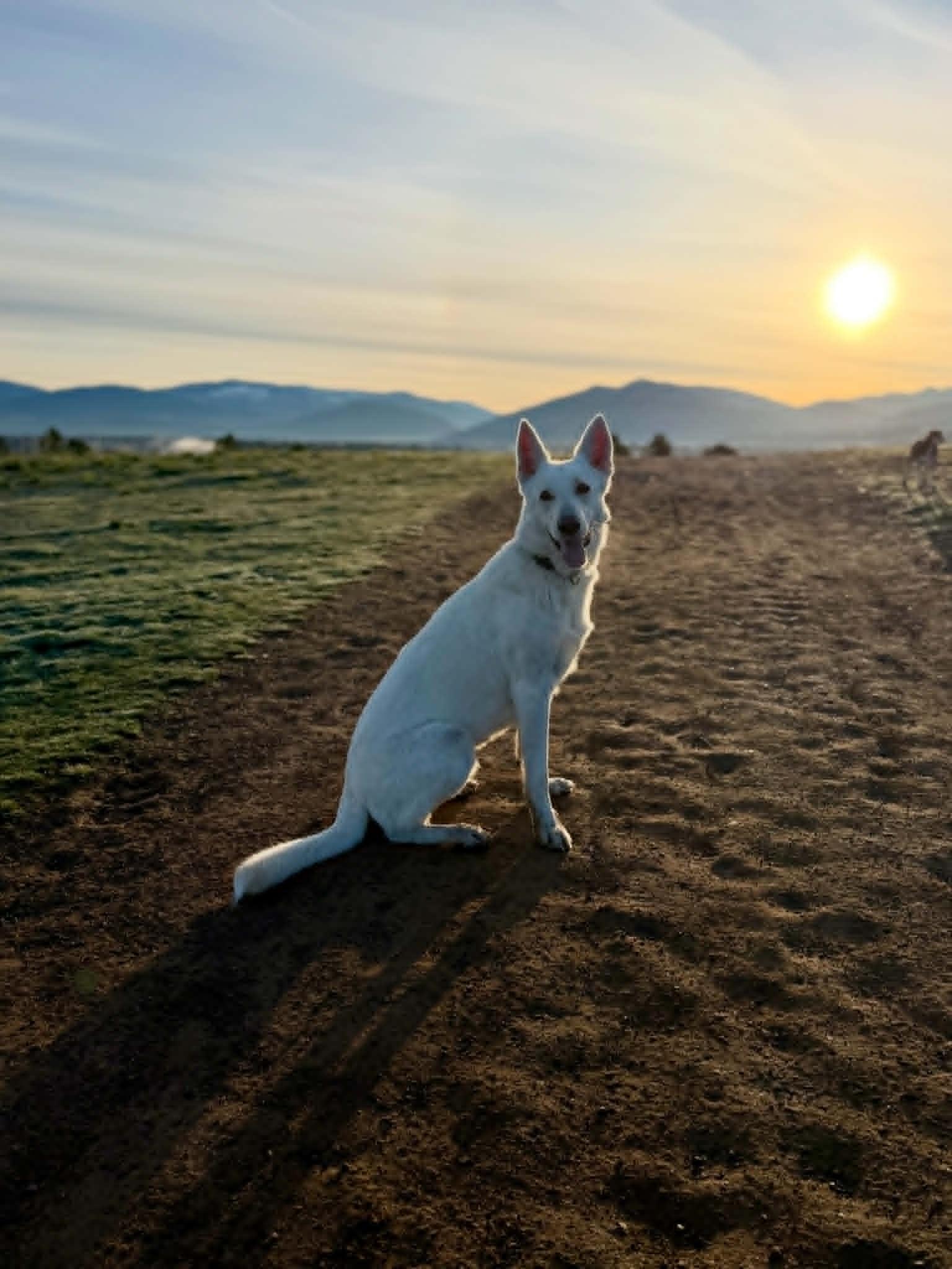 Enlarge Sunny, an adoptable mixed breed in MISSOULA, MT image 1/6