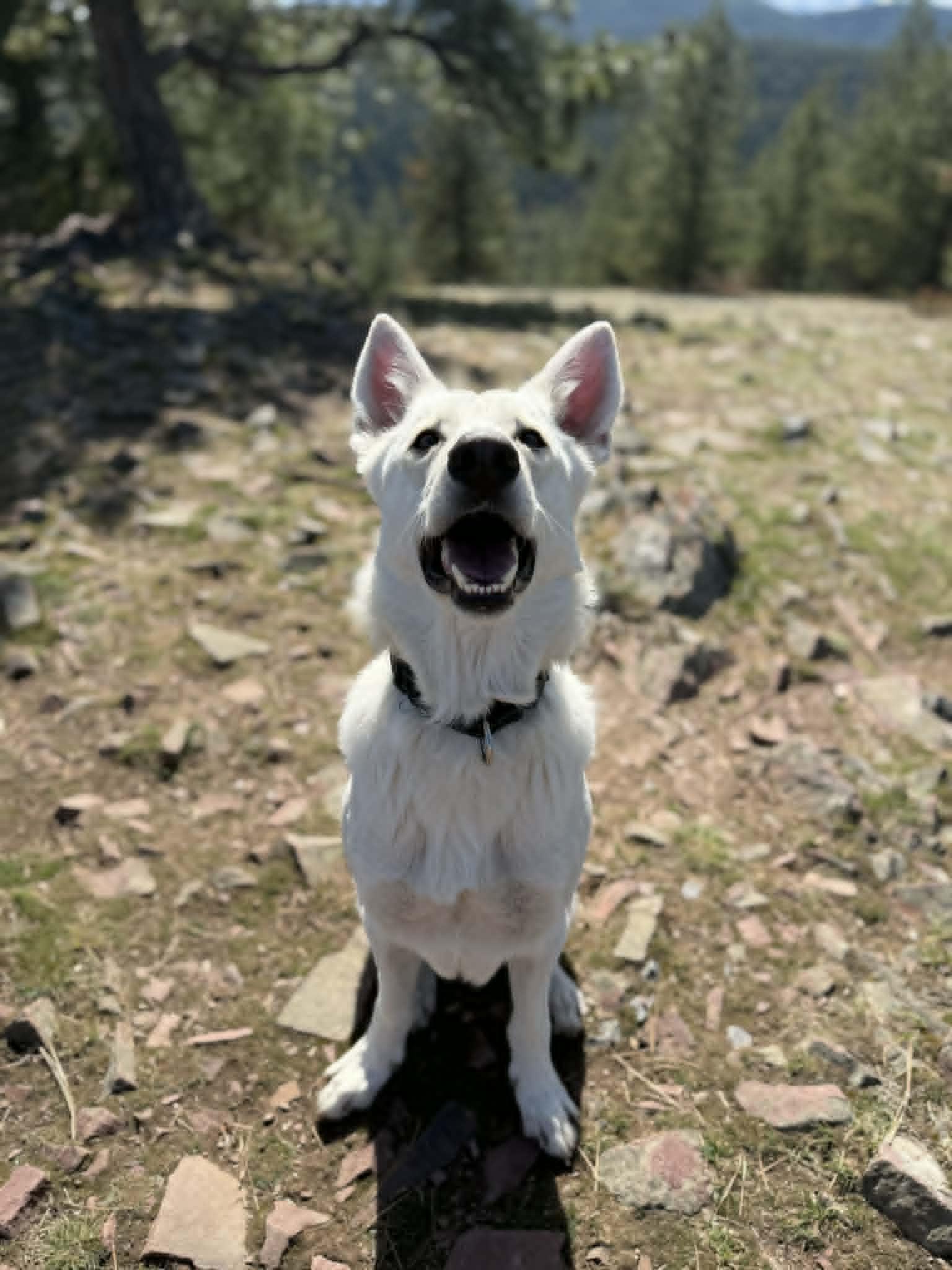 Enlarge Sunny, an adoptable mixed breed in MISSOULA, MT image 2/6
