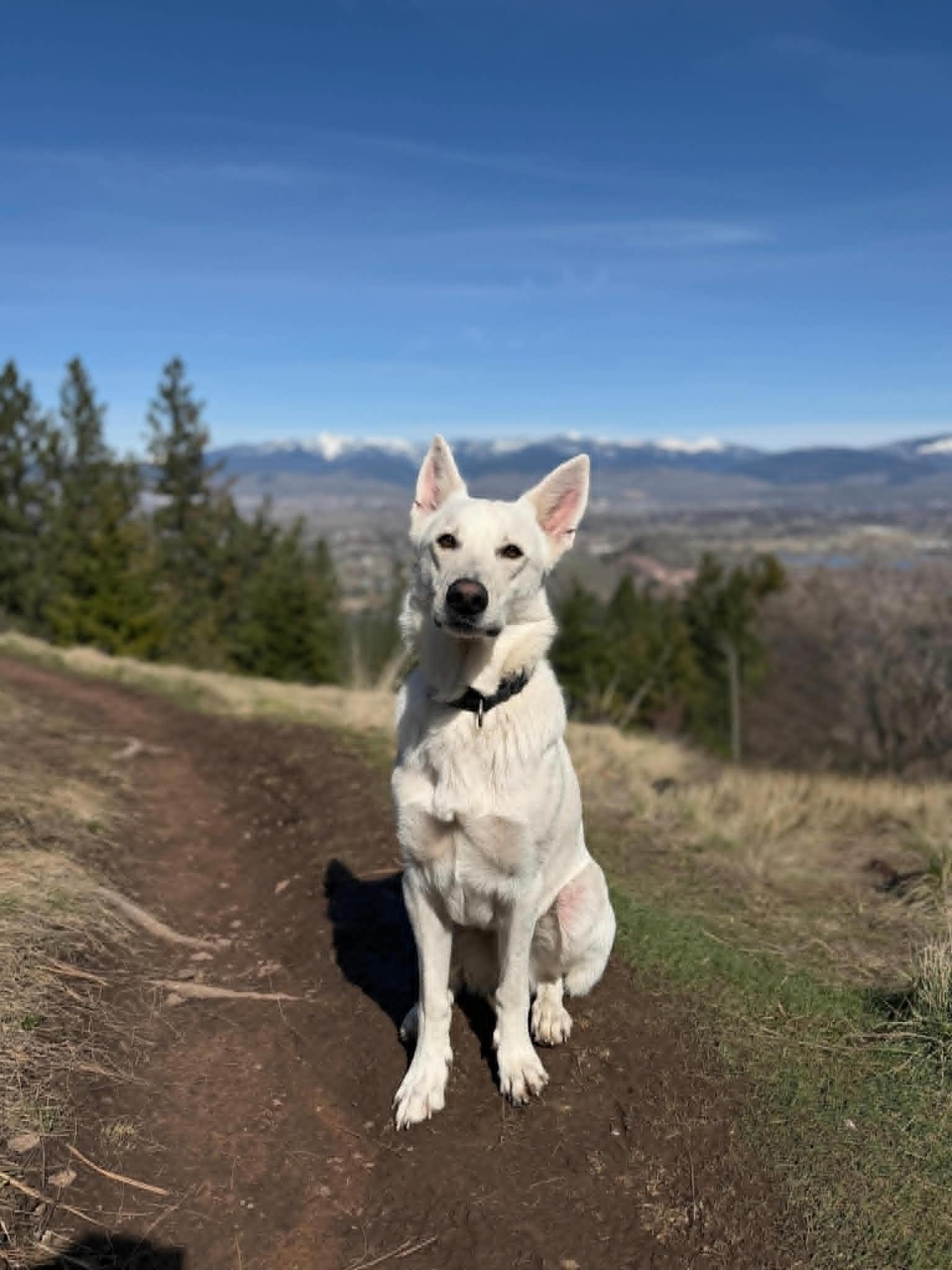 Enlarge Sunny, an adoptable mixed breed in MISSOULA, MT image 6/6