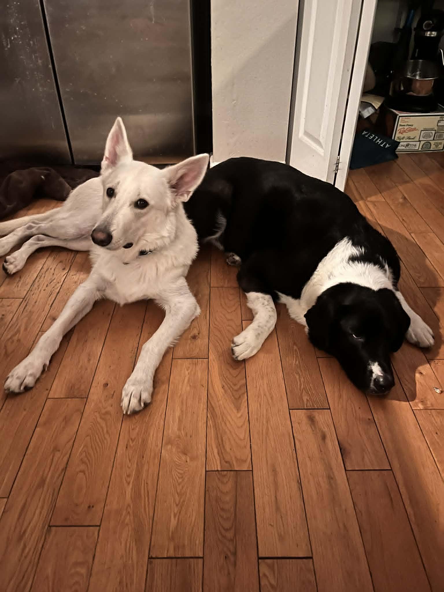 Enlarge Sunny, an adoptable mixed breed in MISSOULA, MT image 5/6