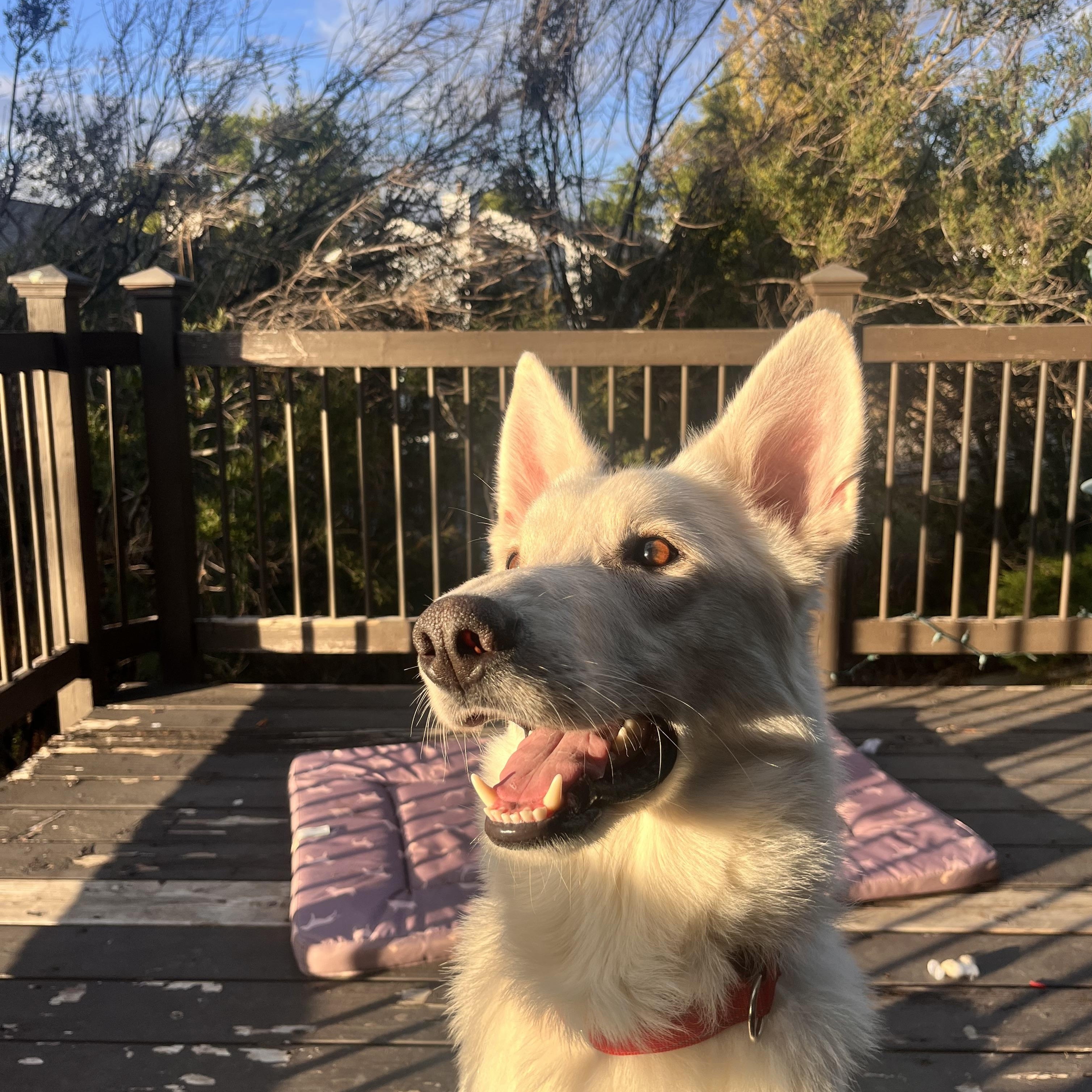 Sunny, a Adoptable mixed breed in MISSOULA, MT image 3/4