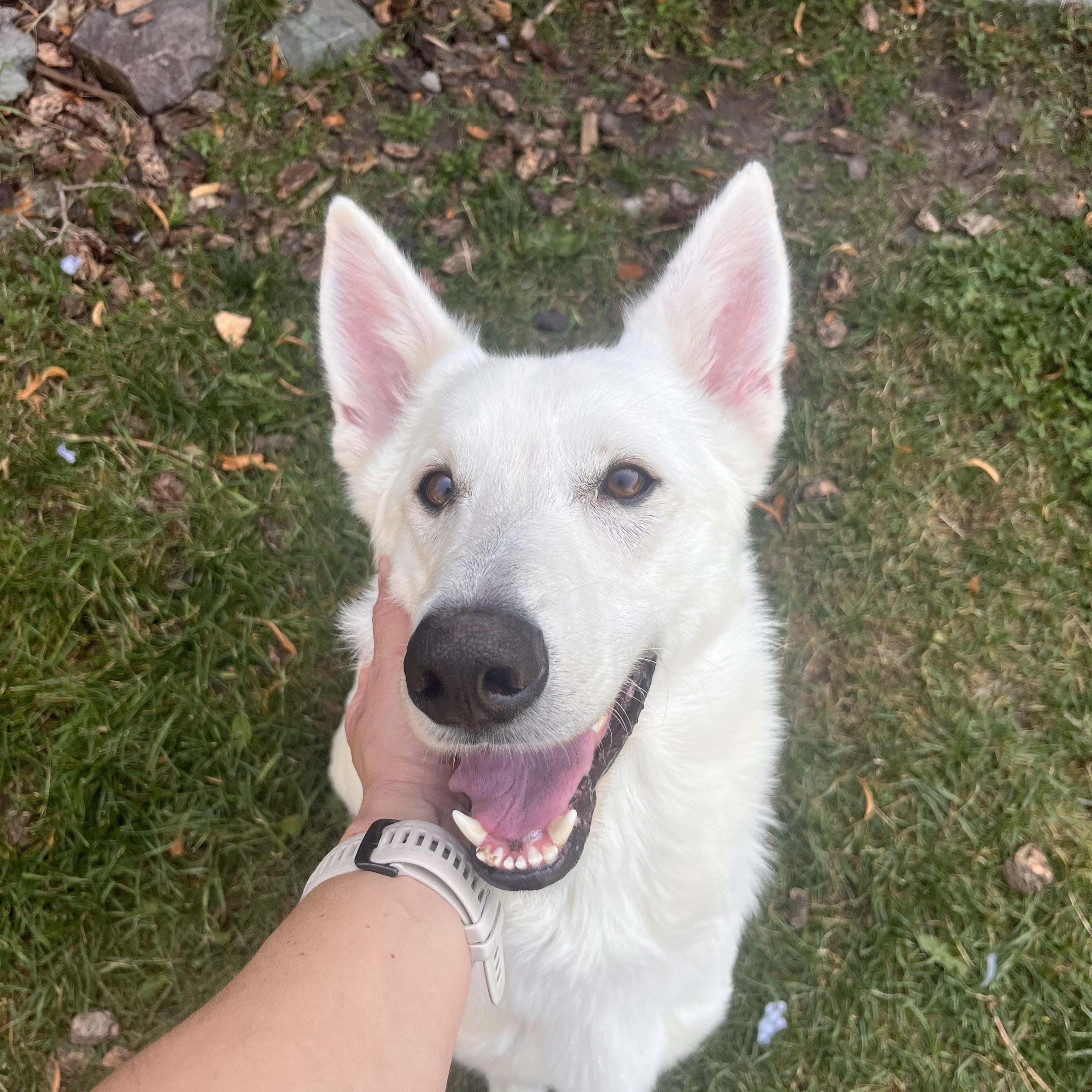 Sunny, a Adoptable mixed breed in MISSOULA, MT image 4/4