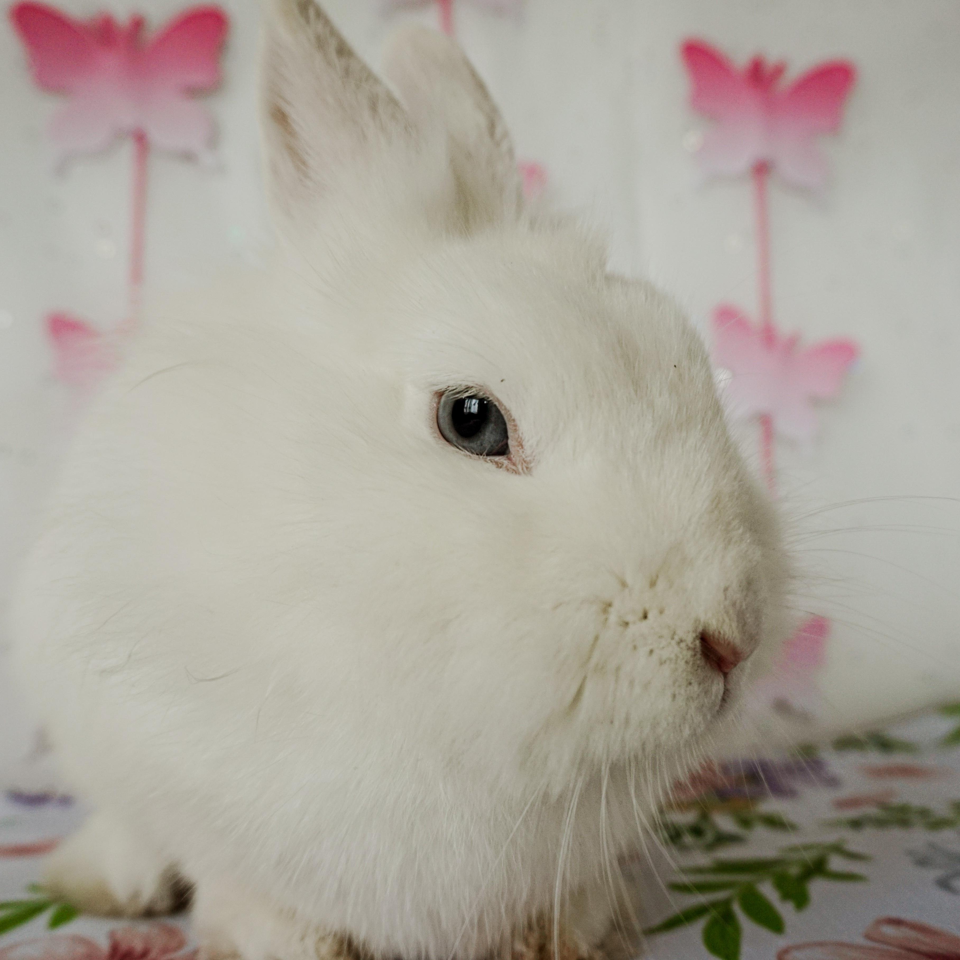 Enlarge Sienna, a ADOPTABLE Lionhead in Long Beach, CA image 2/3