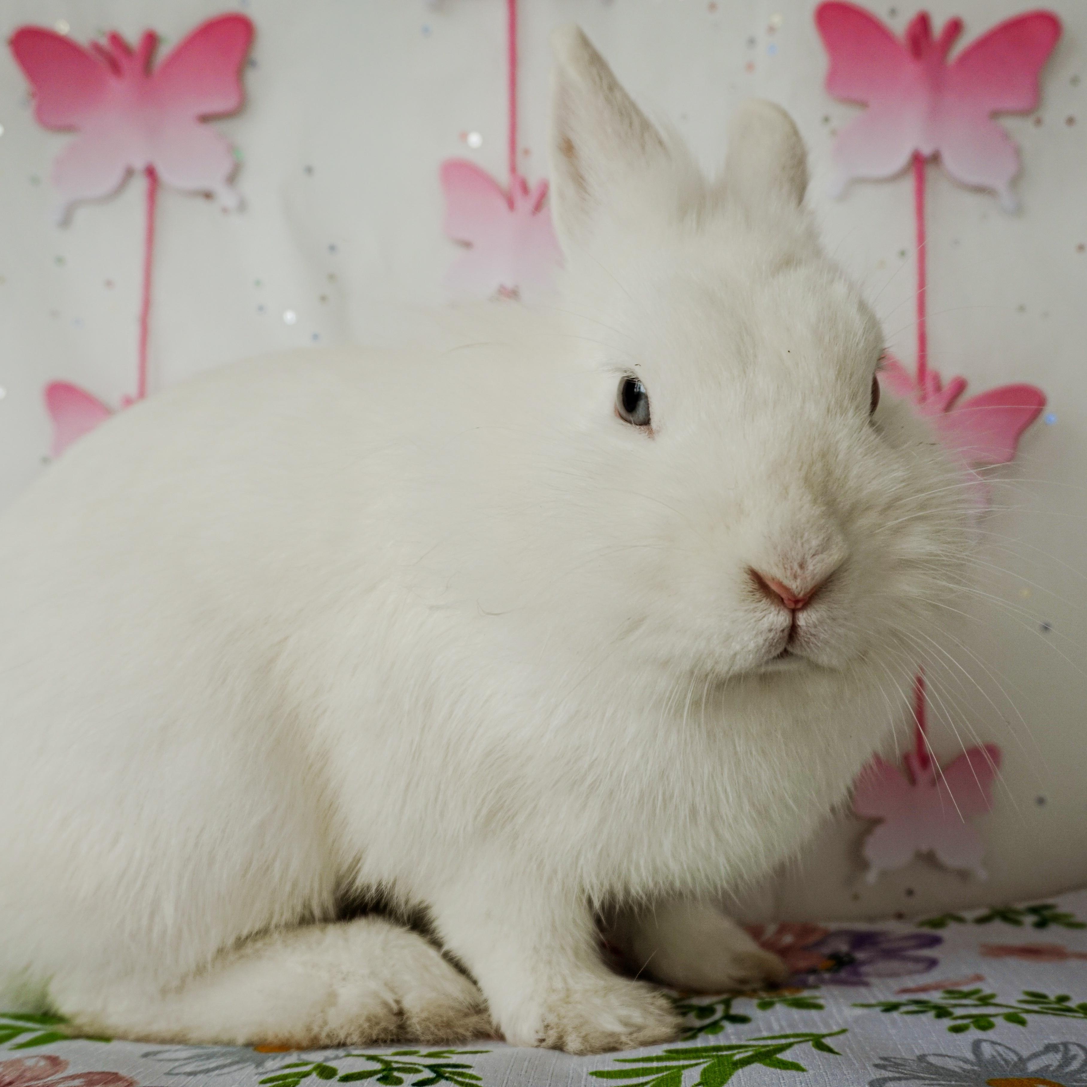 Enlarge Sienna, a ADOPTABLE Lionhead in Long Beach, CA image 3/3
