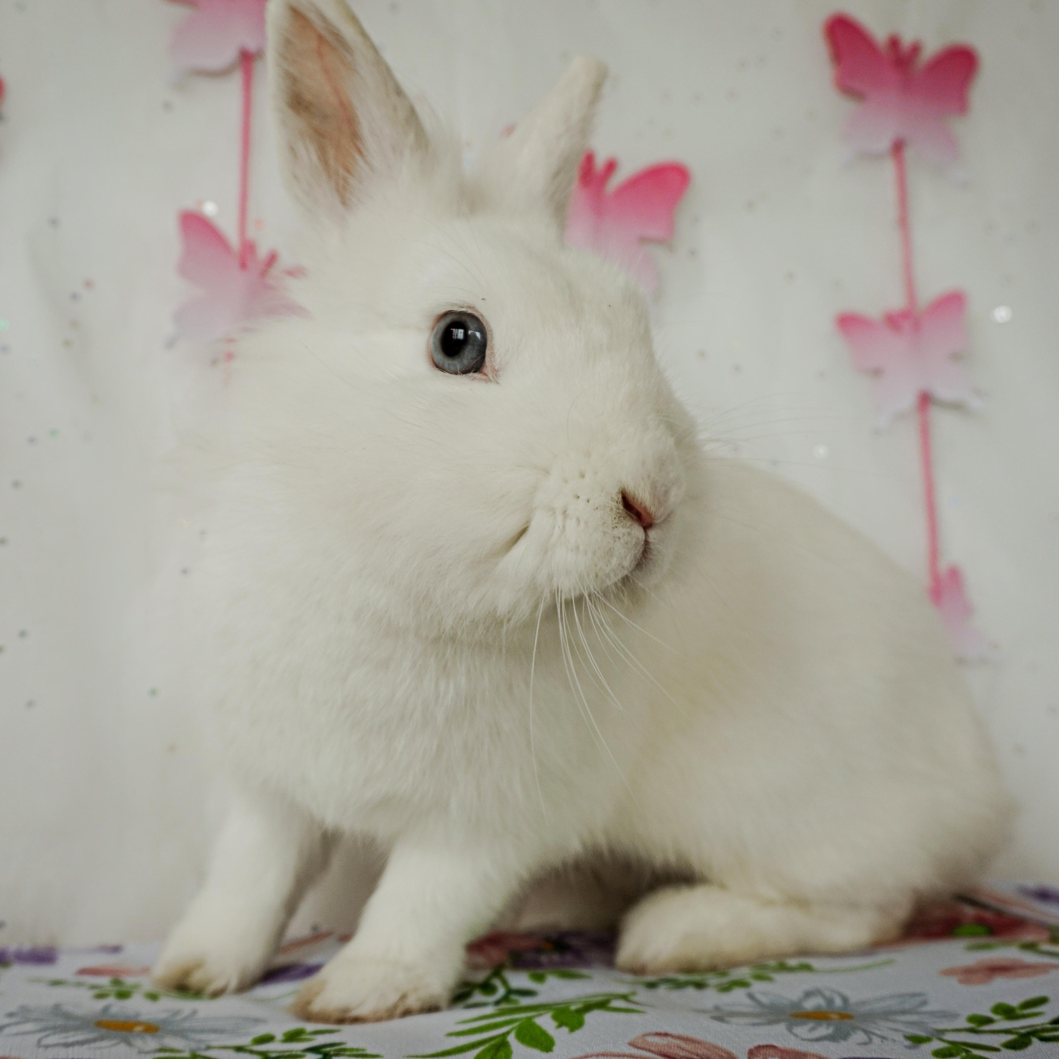 Enlarge Sienna, a ADOPTABLE Lionhead in Long Beach, CA image 1/3