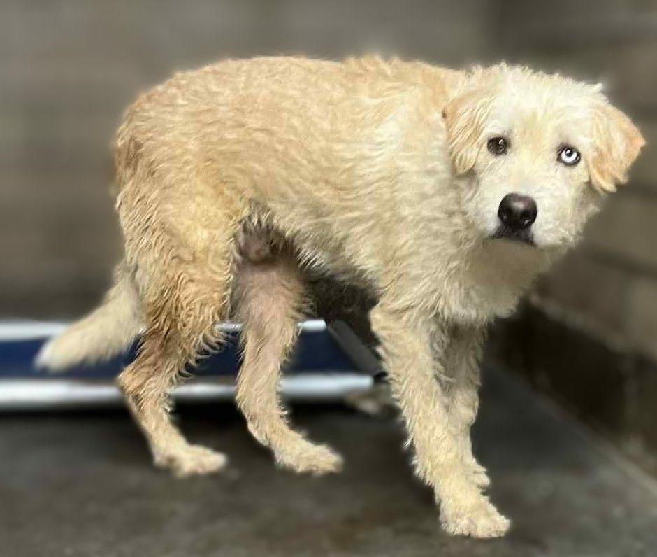 Enlarge Percale, a Adoptable mixed breed in San Diego, CA image 1/2