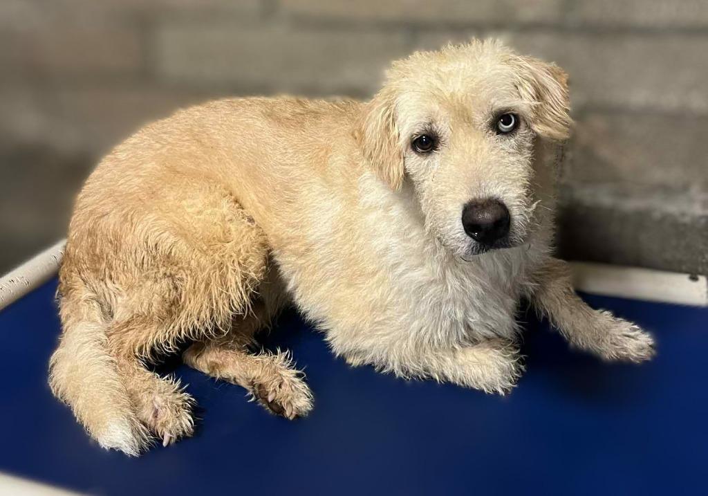 Enlarge Percale, a Adoptable mixed breed in San Diego, CA image 2/2