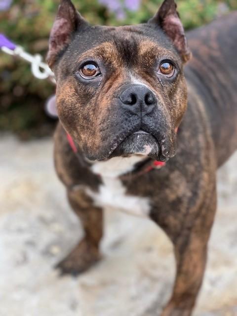 Enlarge Mabel, an adoptable mixed breed in Allen, TX image 3/5