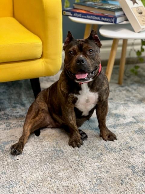 Mabel, adoptable, Adult Female Pit Bull Terrier.