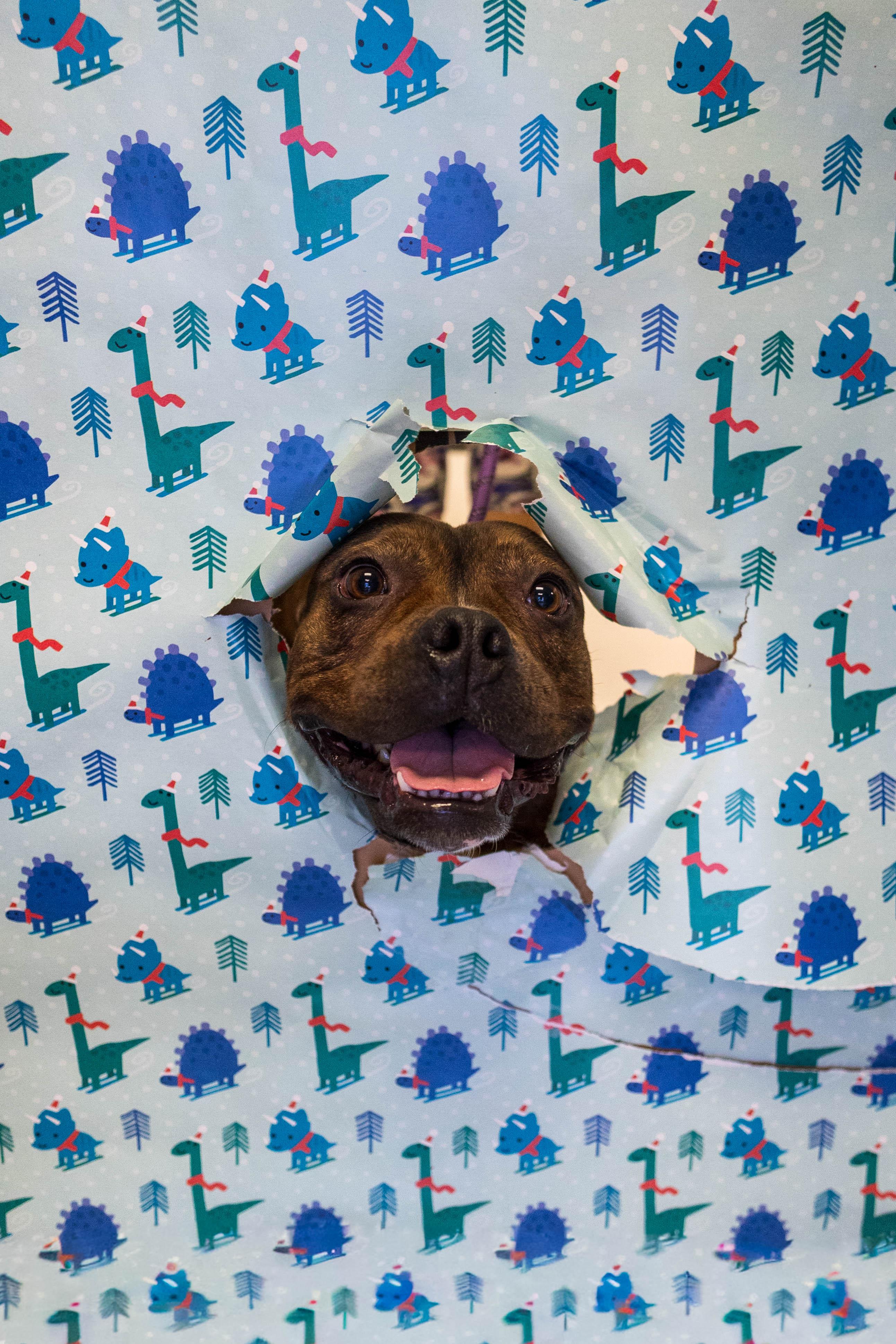 Enlarge Mabel, an adoptable mixed breed in Allen, TX image 5/5