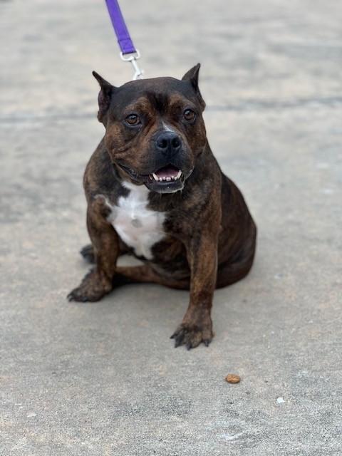 Enlarge Mabel, an adoptable mixed breed in Allen, TX image 4/5