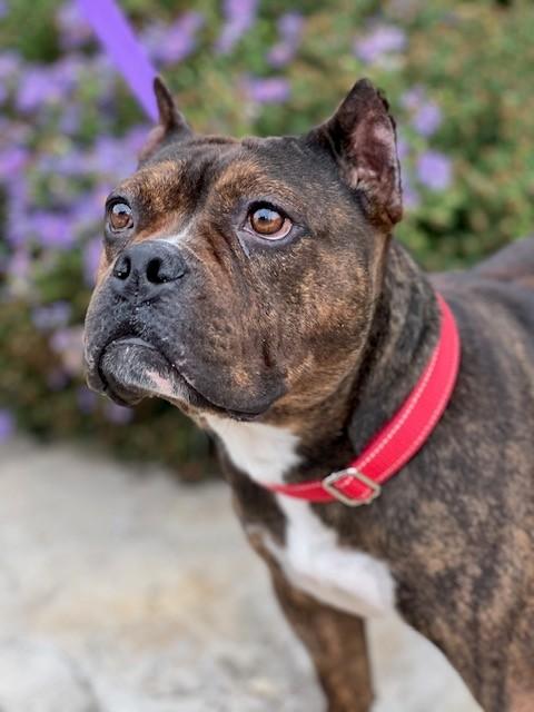 Enlarge Mabel, an adoptable mixed breed in Allen, TX image 2/5