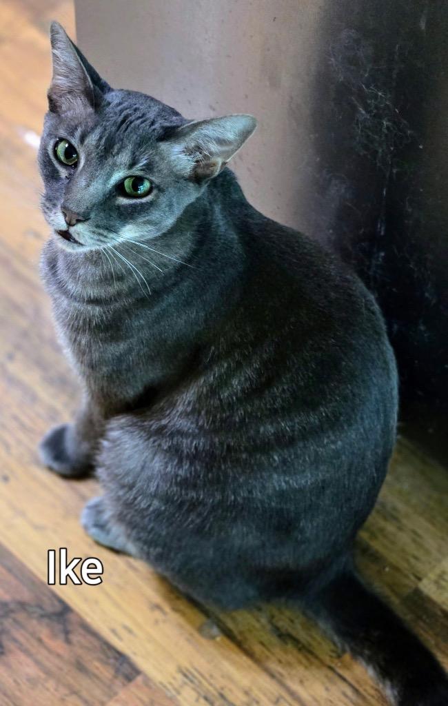 Ike, Adoptable, Adult Male Domestic Short Hair.