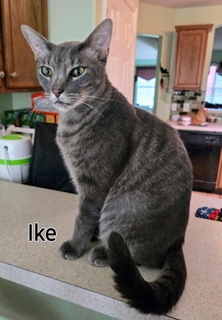 Enlarge Ike, a Adoptable mixed breed in Spring, TX image 3/3