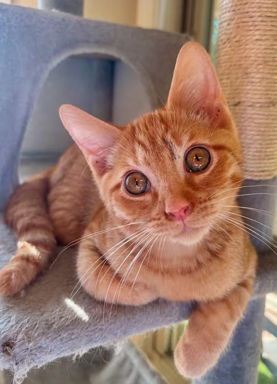 Benji, a Adoptable Domestic Short Hair in Richmond, KY image 2/6