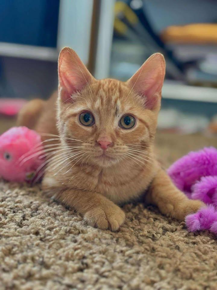 Benji, a Adoptable Domestic Short Hair in Richmond, KY image 3/6