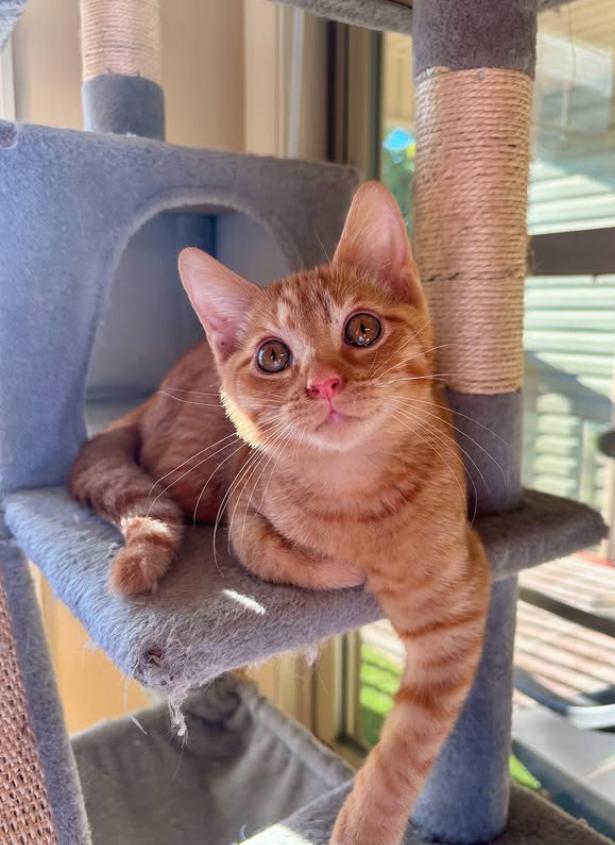 Benji, a Adoptable Domestic Short Hair in Richmond, KY image 4/6