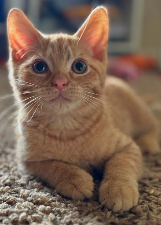 Benji, a Adoptable Domestic Short Hair in Richmond, KY image 6/6