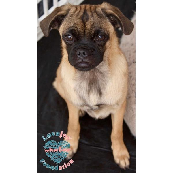 Nina Sky, Adoptable, Puppy Male Pug.