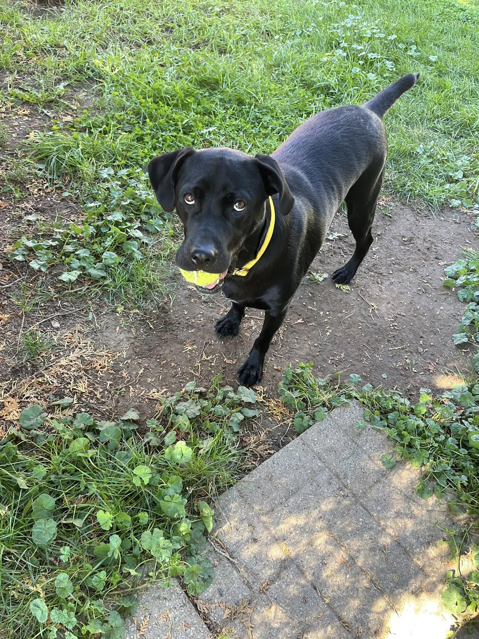 Enlarge Cody, an adoptable Black Labrador Retriever in Woodstock, ON image 4/6