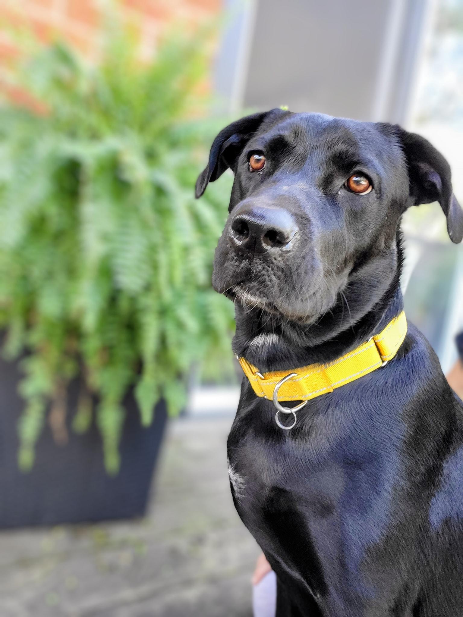 Enlarge Cody, an adoptable Black Labrador Retriever in Woodstock, ON image 1/6