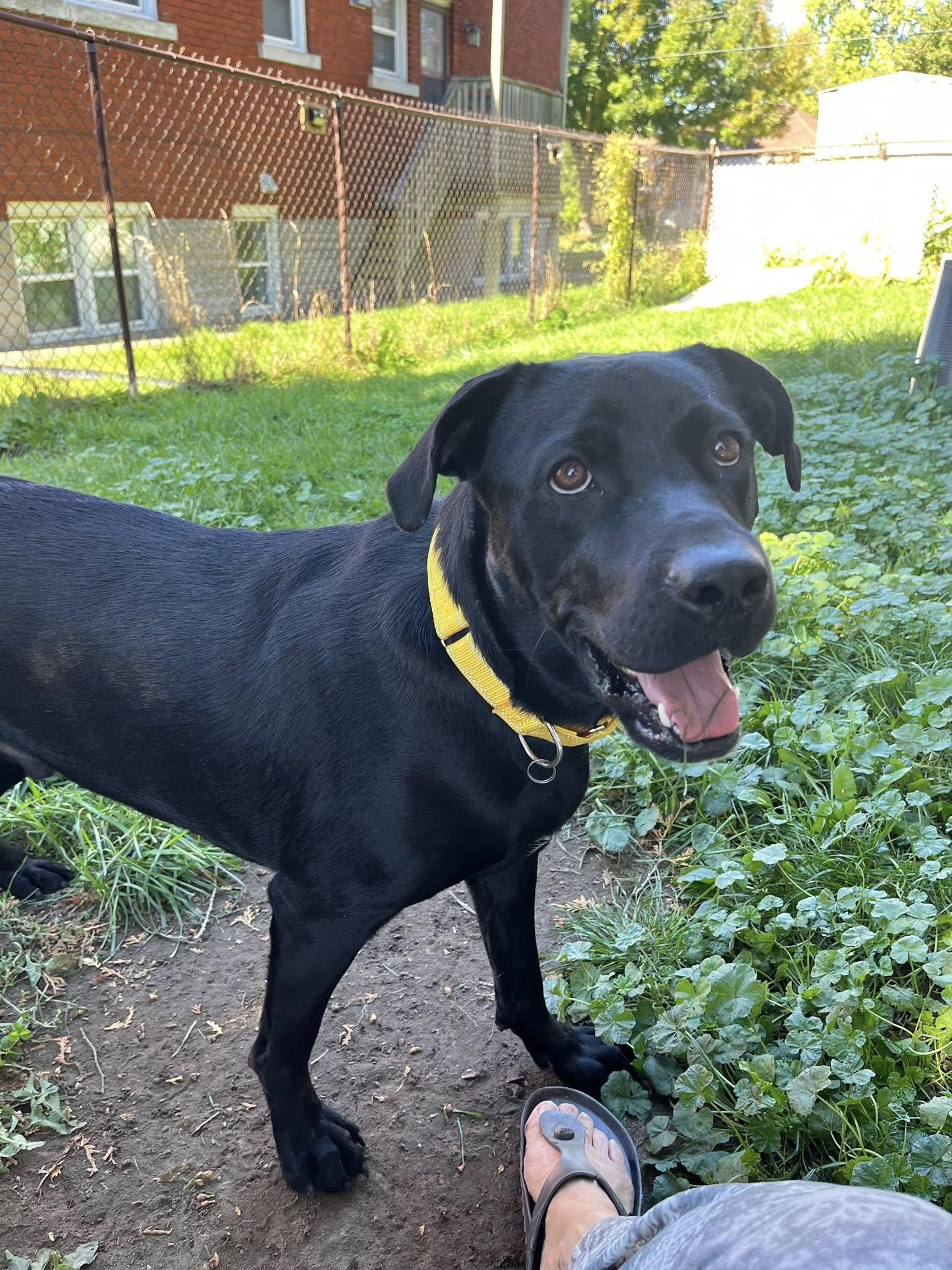 Enlarge Cody, an adoptable Black Labrador Retriever in Woodstock, ON image 5/6