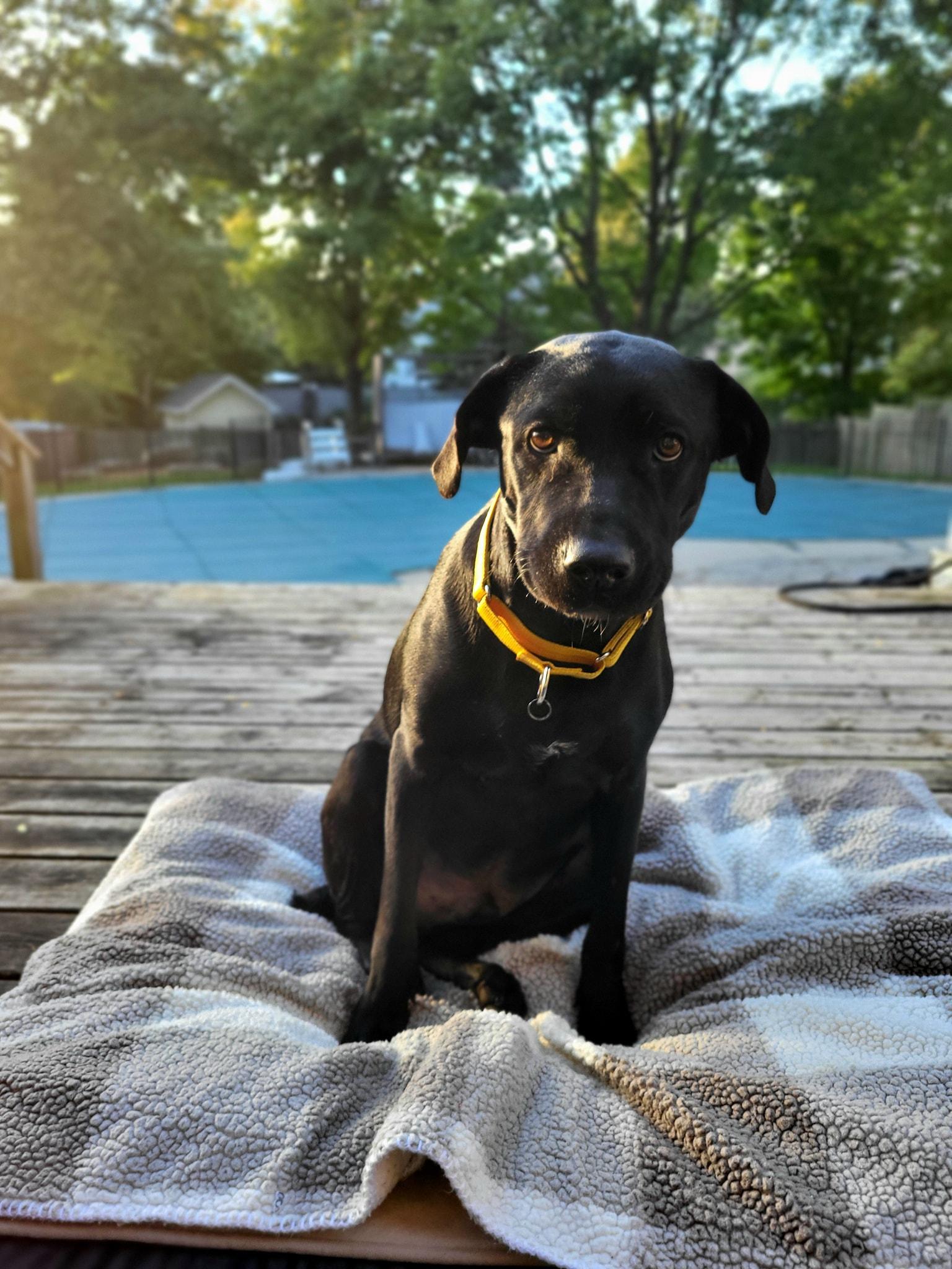 Enlarge Cody, an adoptable Black Labrador Retriever in Woodstock, ON image 6/6