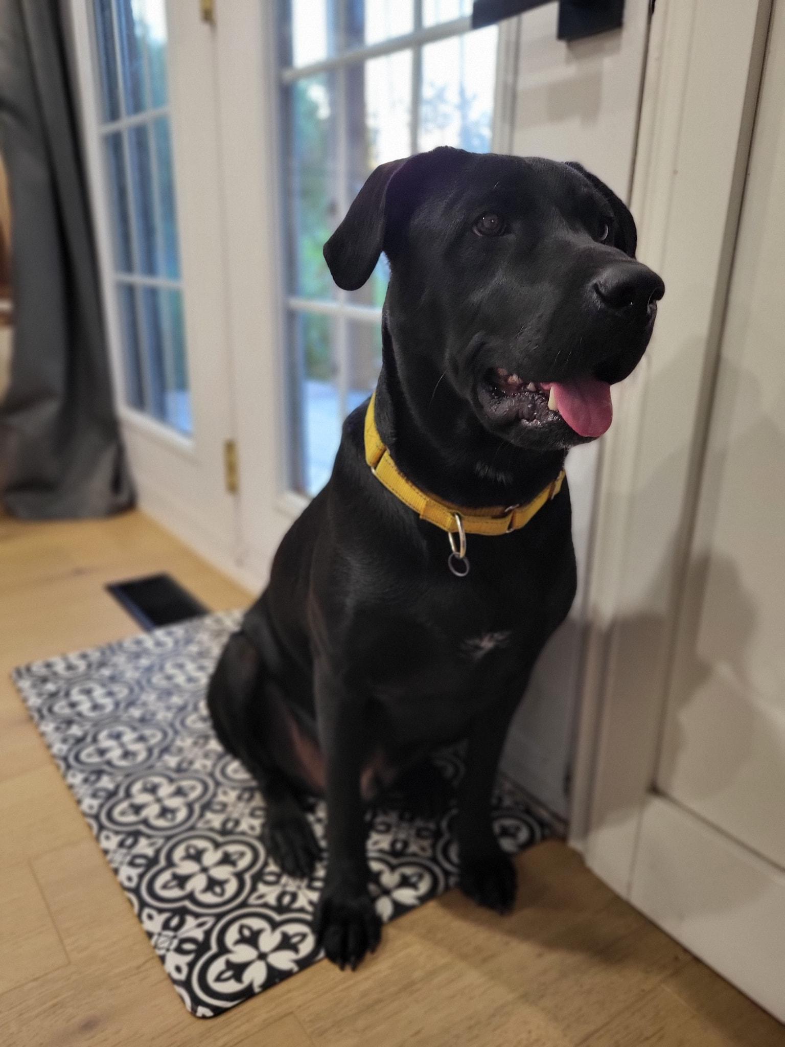 Enlarge Cody, an adoptable Black Labrador Retriever in Woodstock, ON image 3/6