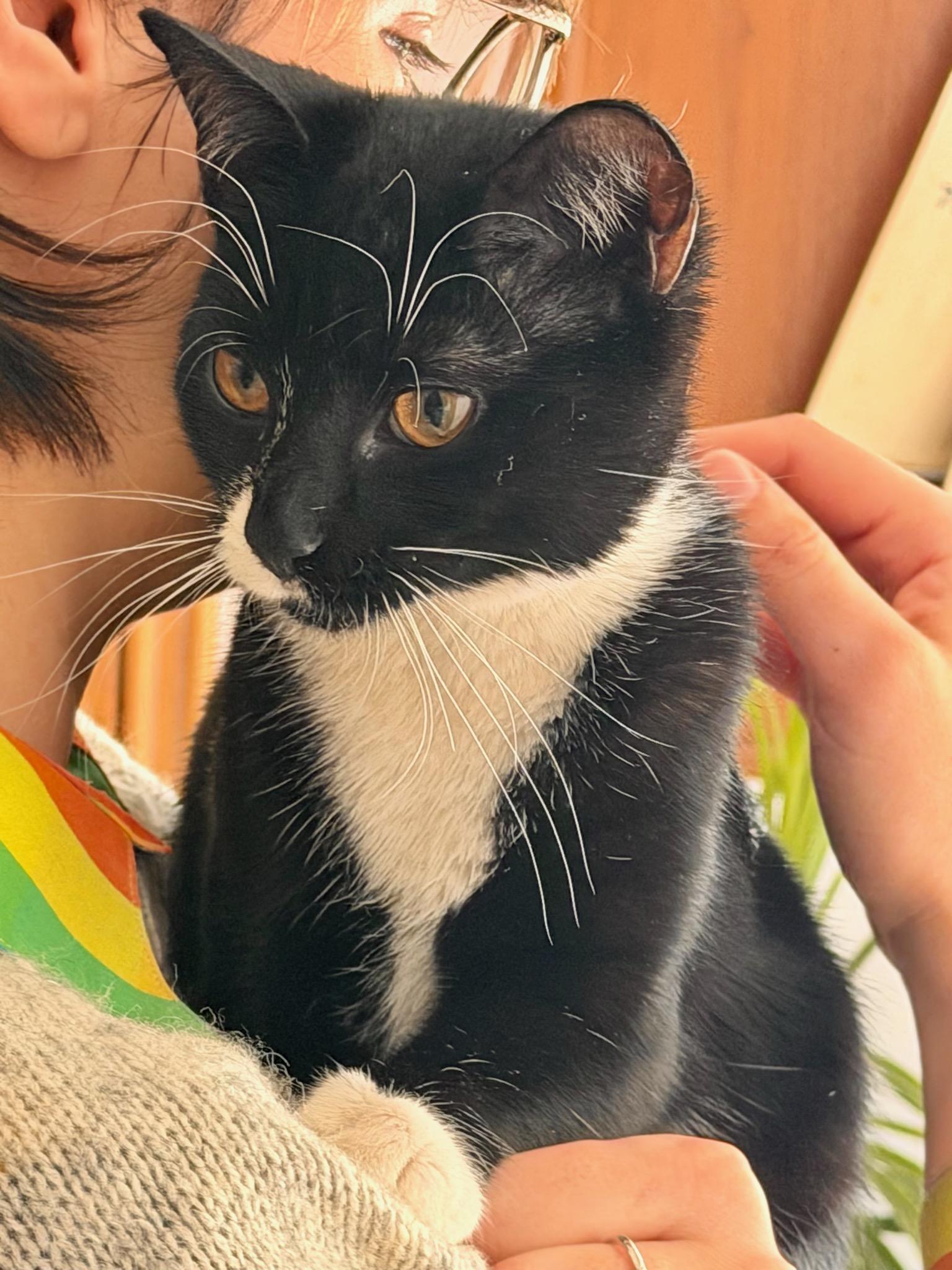 Wednesday (Bonded Pair with Morticia), ADOPTABLE, Kitten Female Domestic Short Hair.