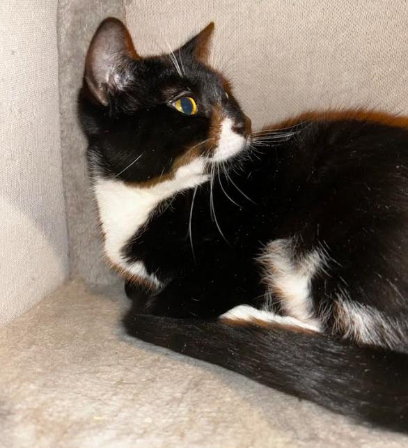 Wednesday (Bonded Pair with Morticia), a ADOPTABLE Domestic Short Hair in Newburgh, NY image 3/3