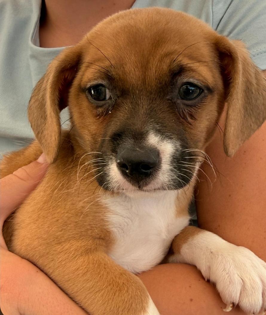 Enlarge Buster, an adopted mixed breed in Brentwood, CA image 1/1