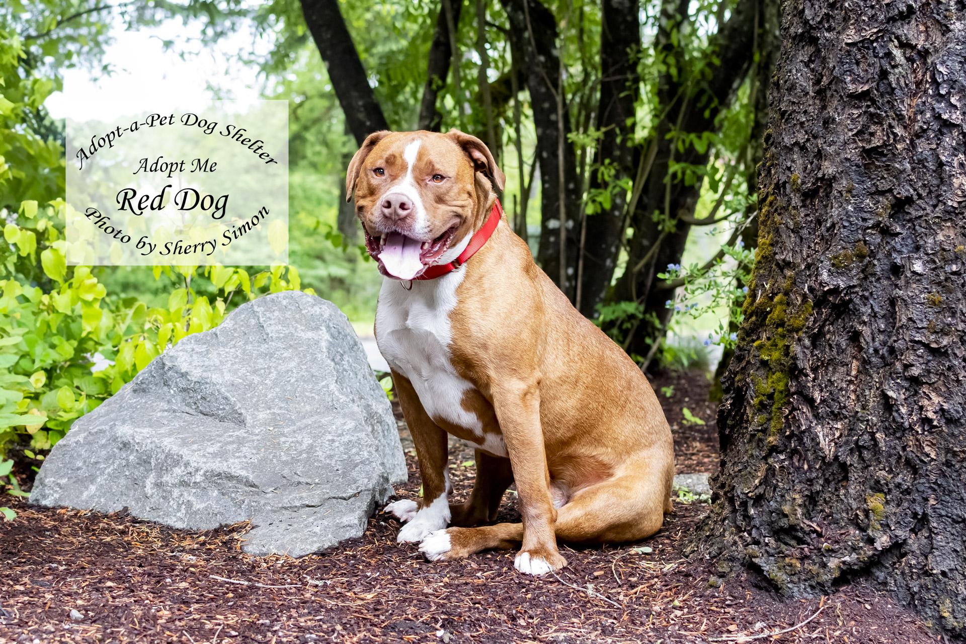 RED DOG, an adoptable Pit Bull Terrier in Shelton, WA, 98584 | Photo Image 3