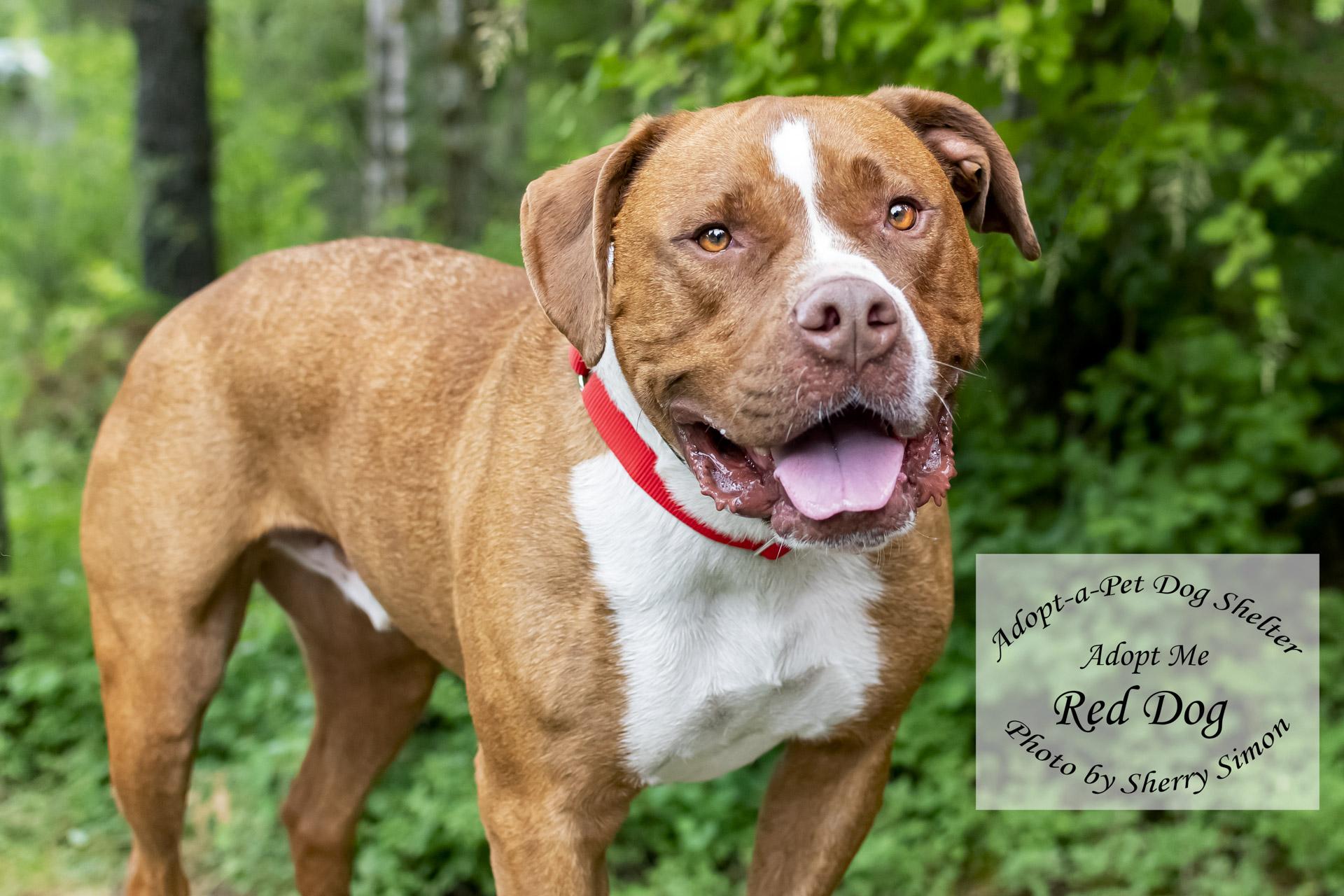 RED DOG, an adoptable Pit Bull Terrier in Shelton, WA, 98584 | Photo Image 4