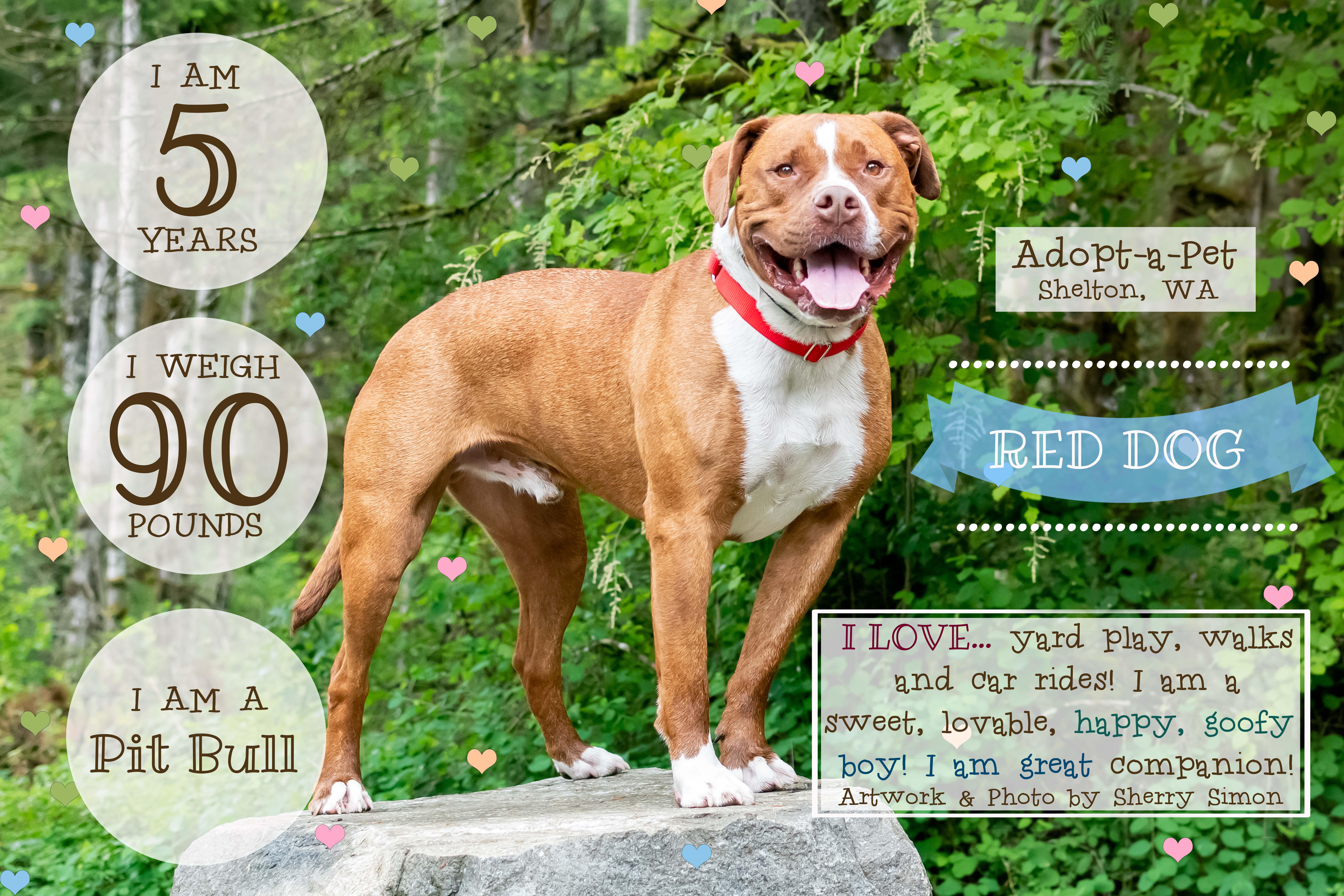 RED DOG, an adoptable Pit Bull Terrier in Shelton, WA, 98584 | Photo Image 1