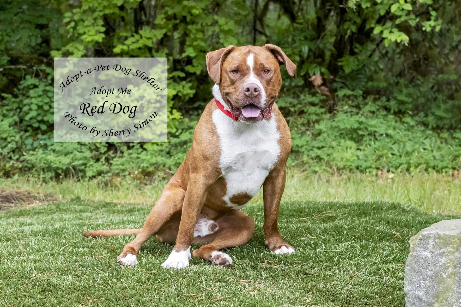 RED DOG, an adoptable Pit Bull Terrier in Shelton, WA, 98584 | Photo Image 6