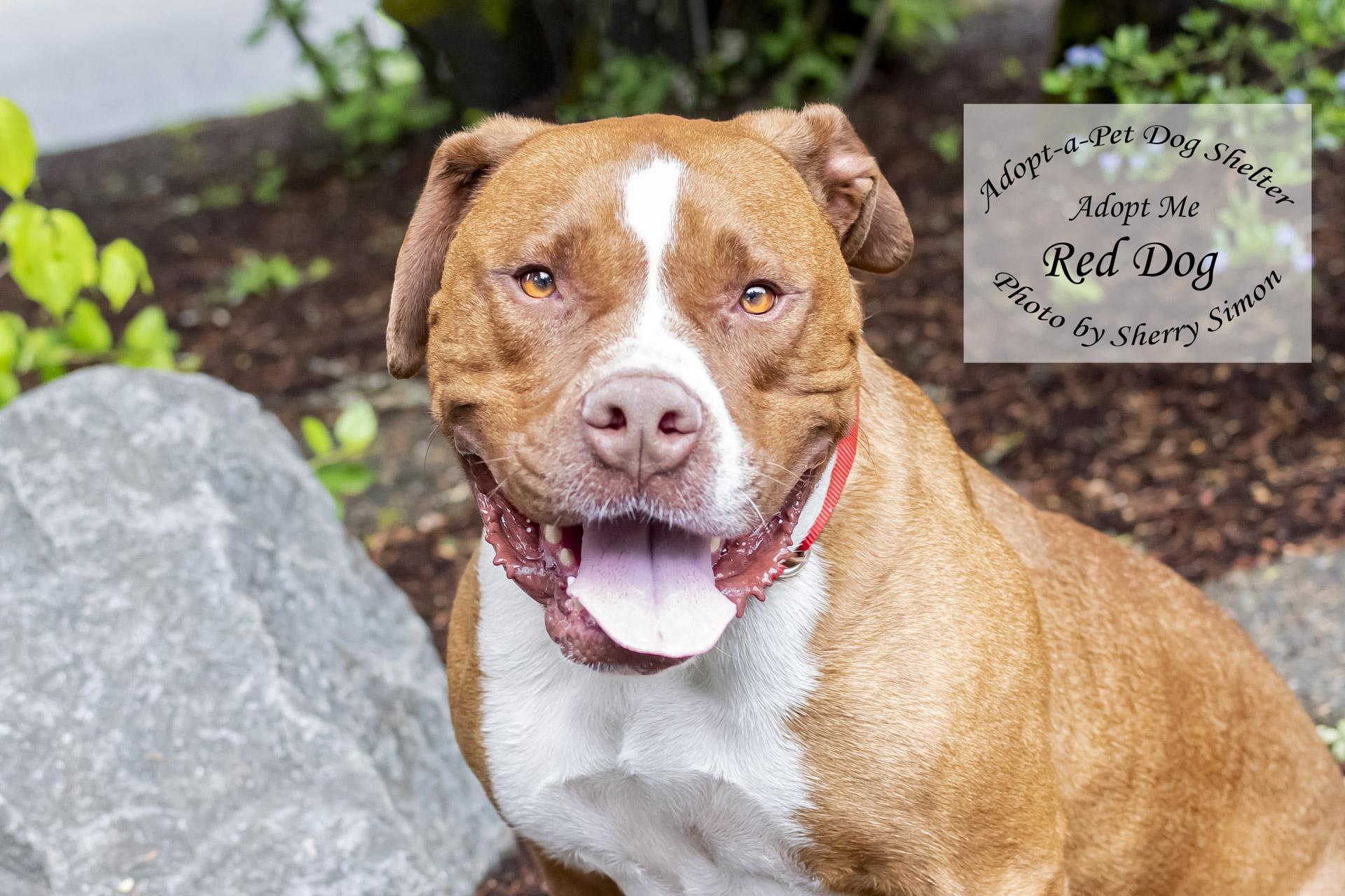 RED DOG, an adoptable Pit Bull Terrier in Shelton, WA, 98584 | Photo Image 5