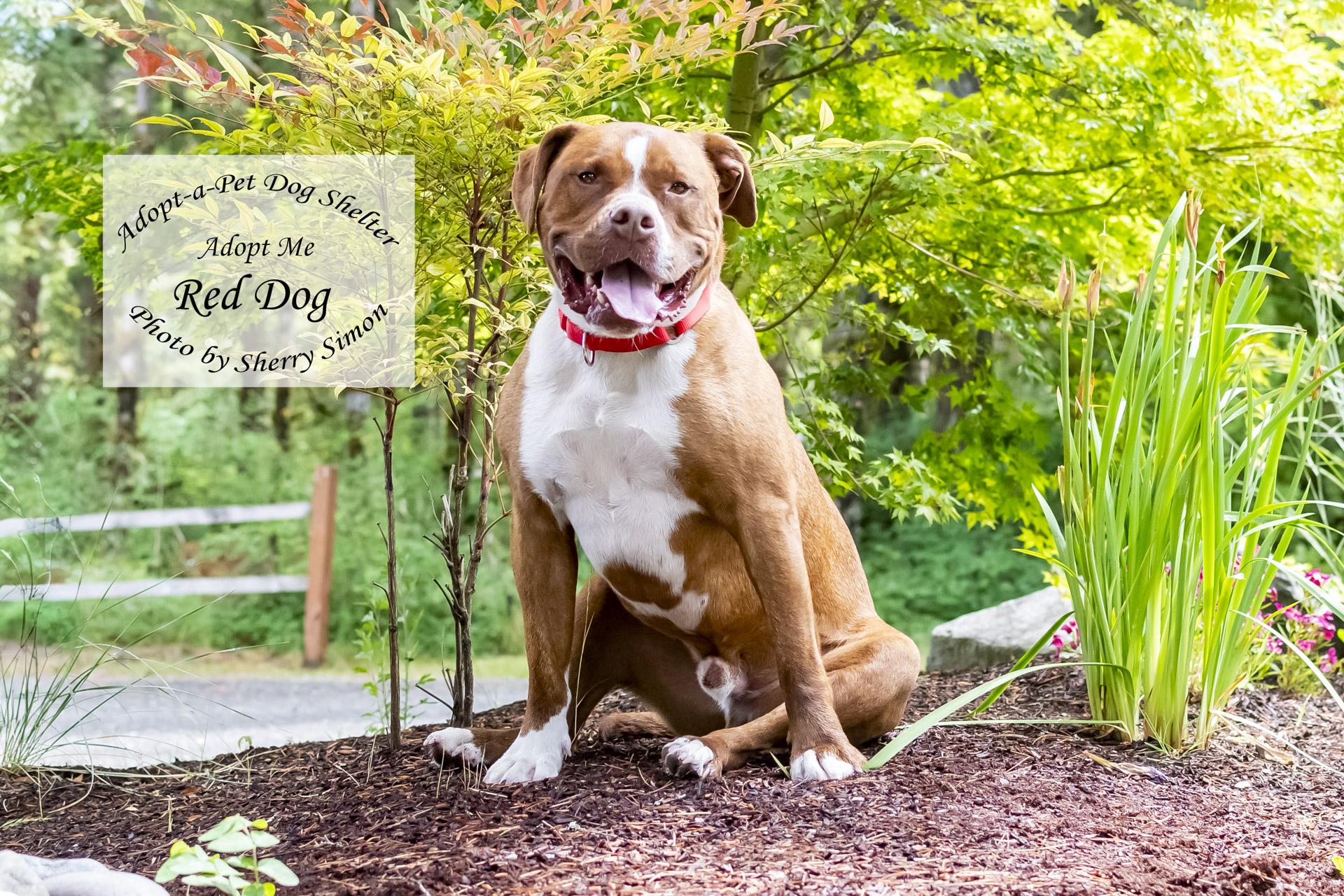 RED DOG, an adoptable Pit Bull Terrier in Shelton, WA, 98584 | Photo Image 2